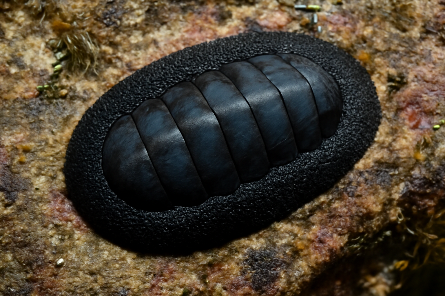 Black Katy Chiton