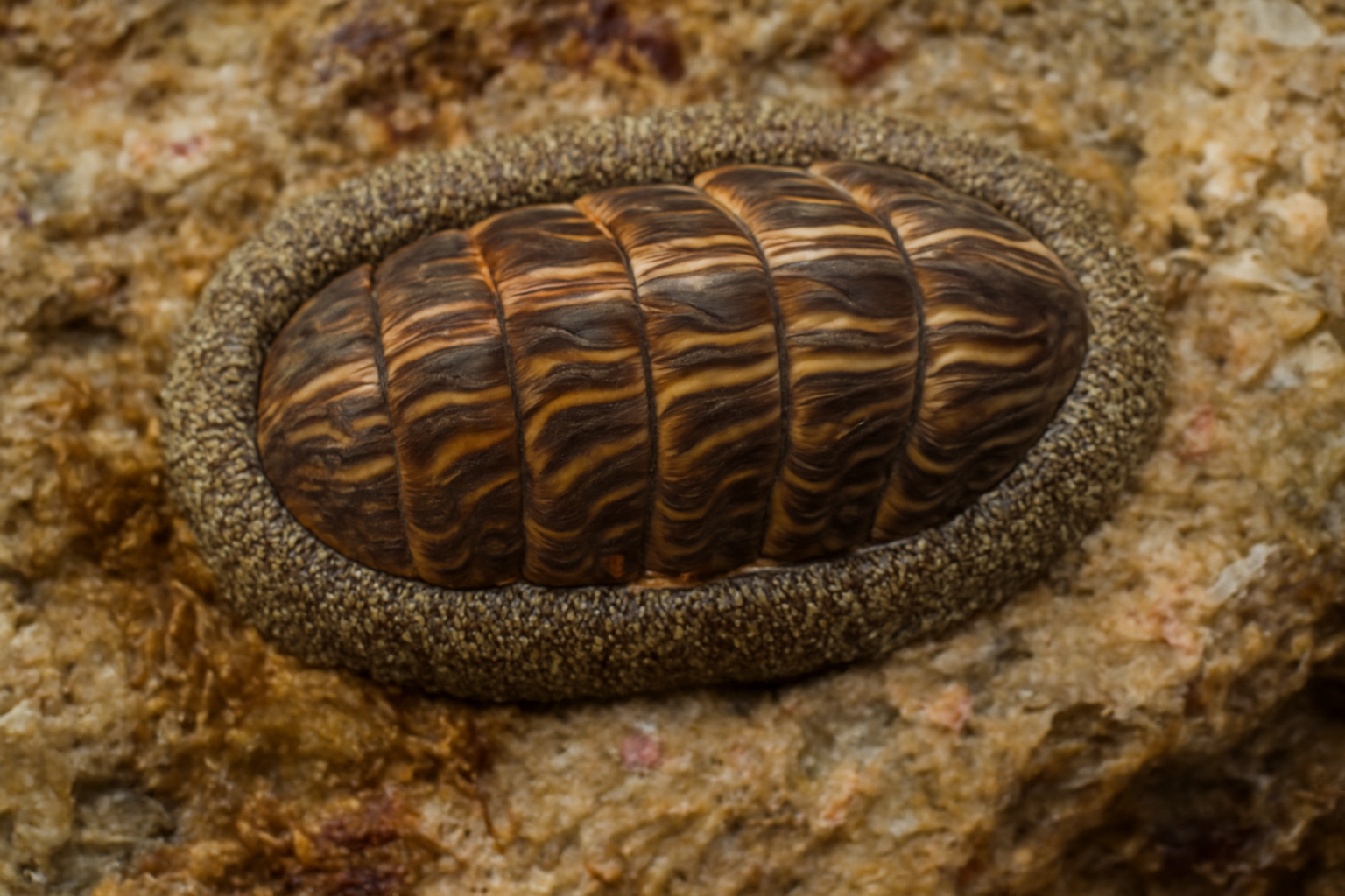 Lined Chiton