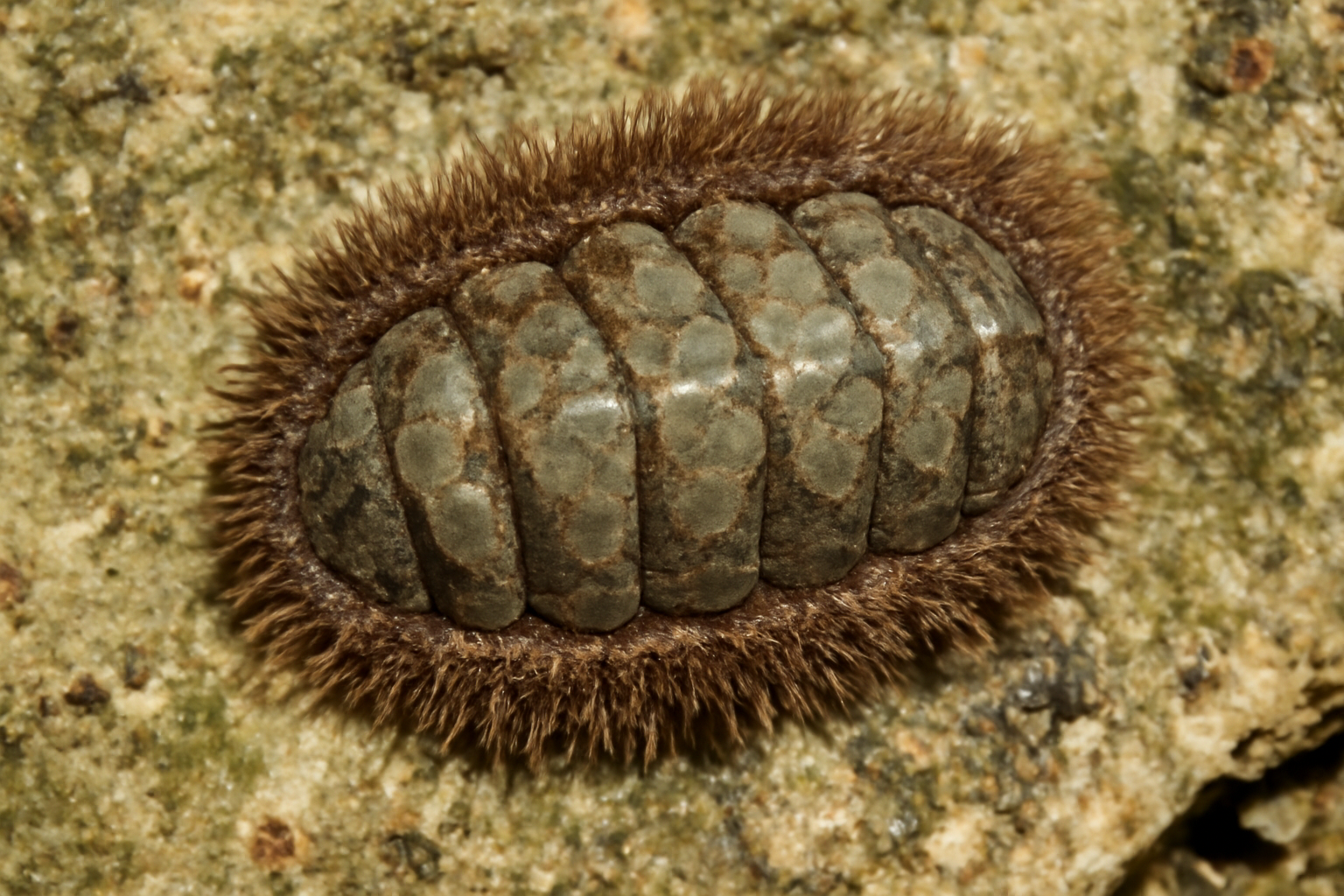 West Indian fuzzy chiton