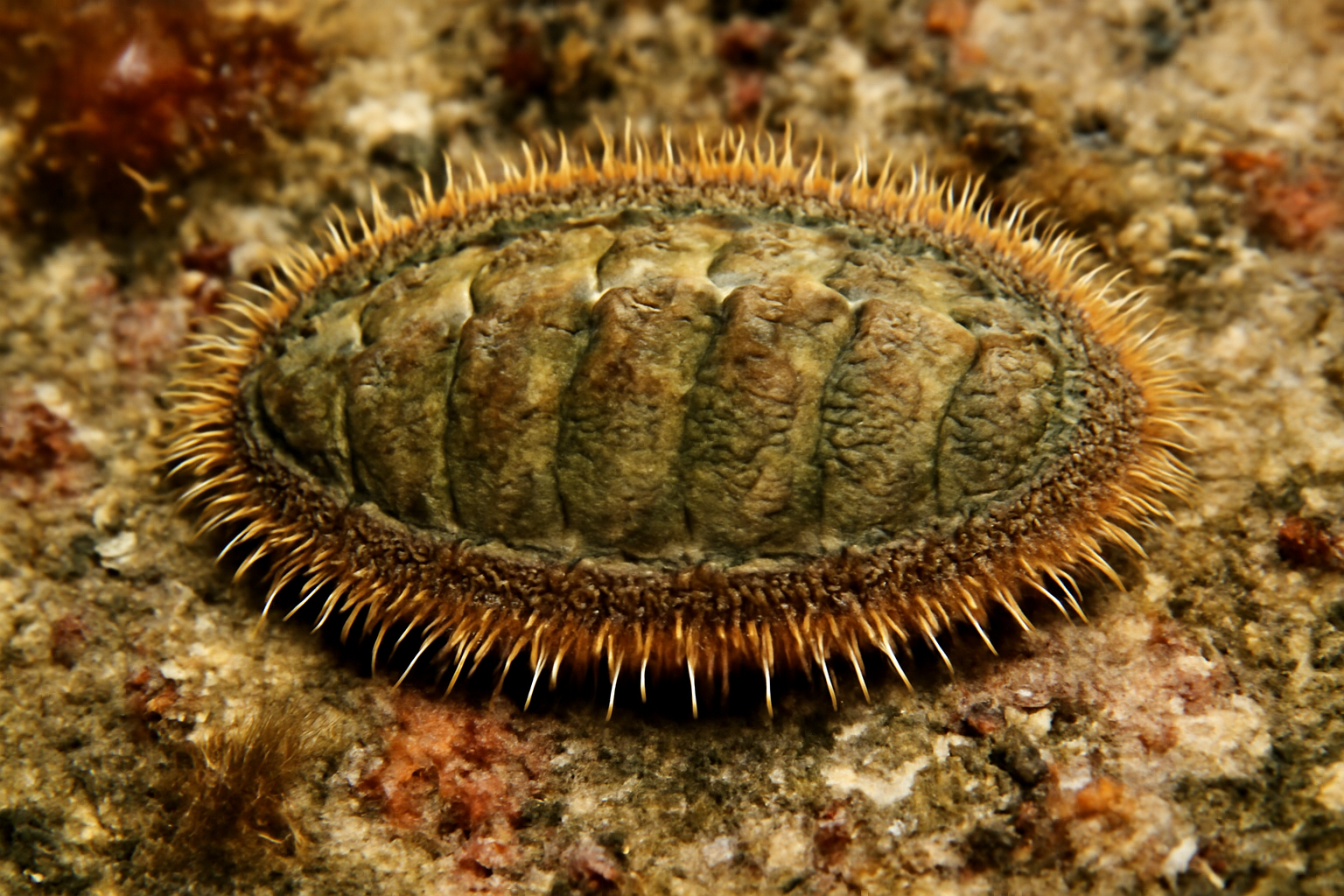Thorny chiton