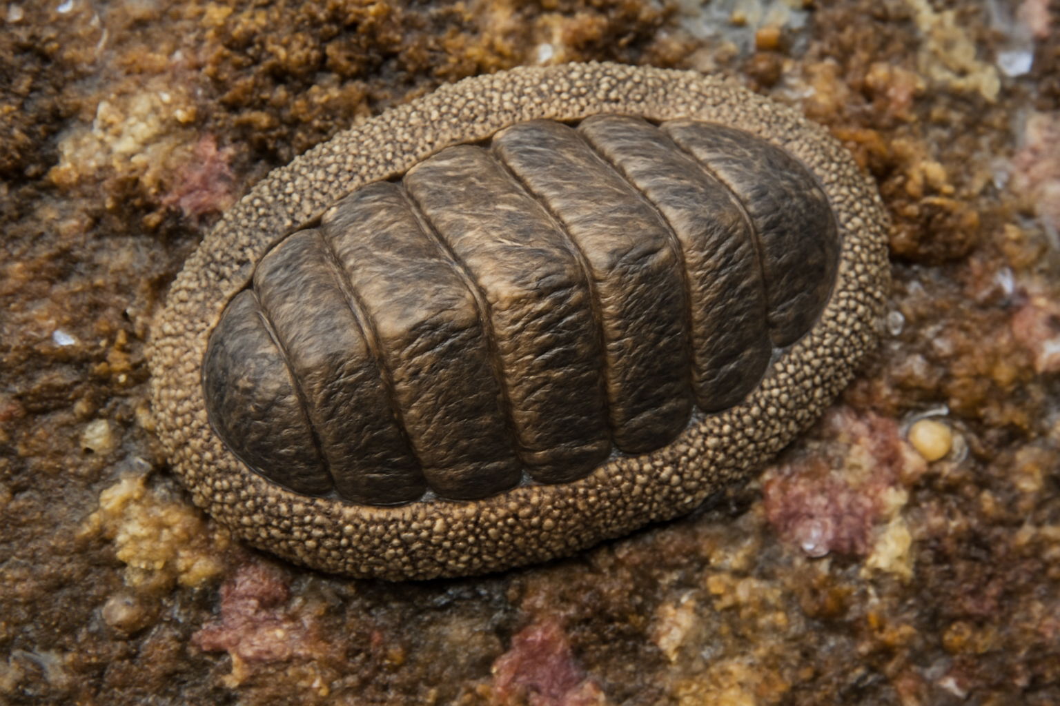 Girdled chiton