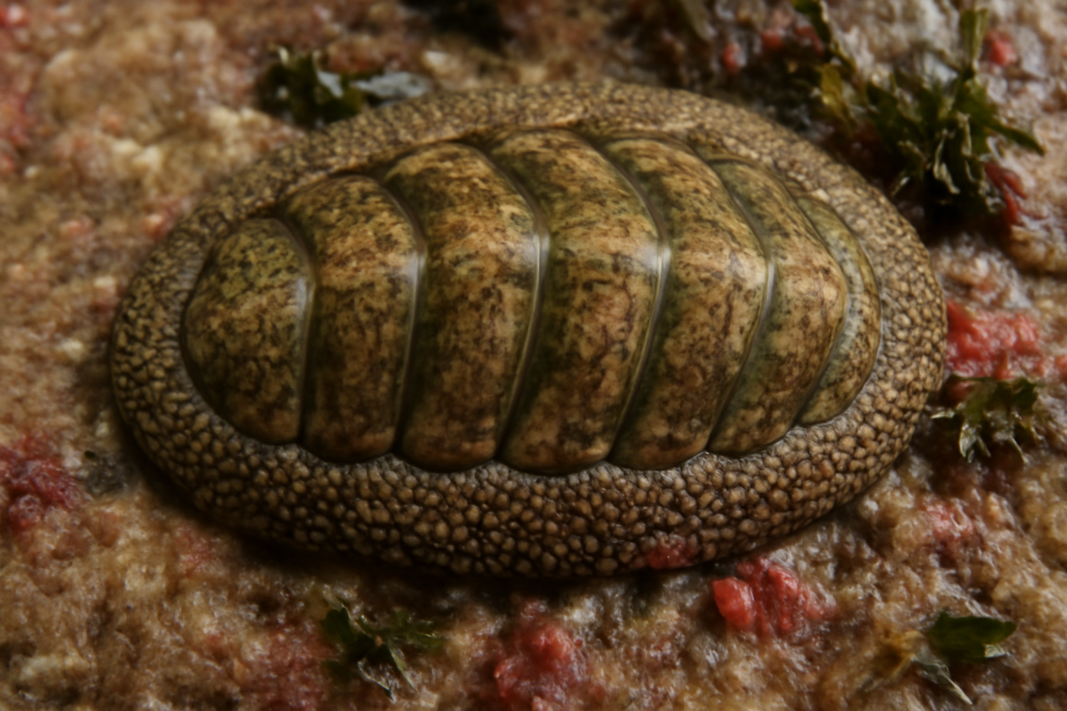 Variable Chiton