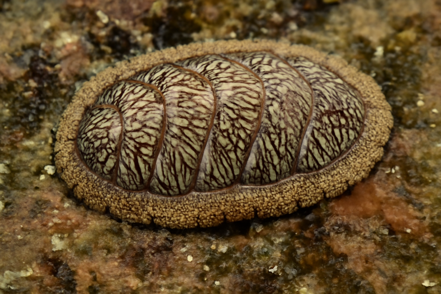 Veined Chiton