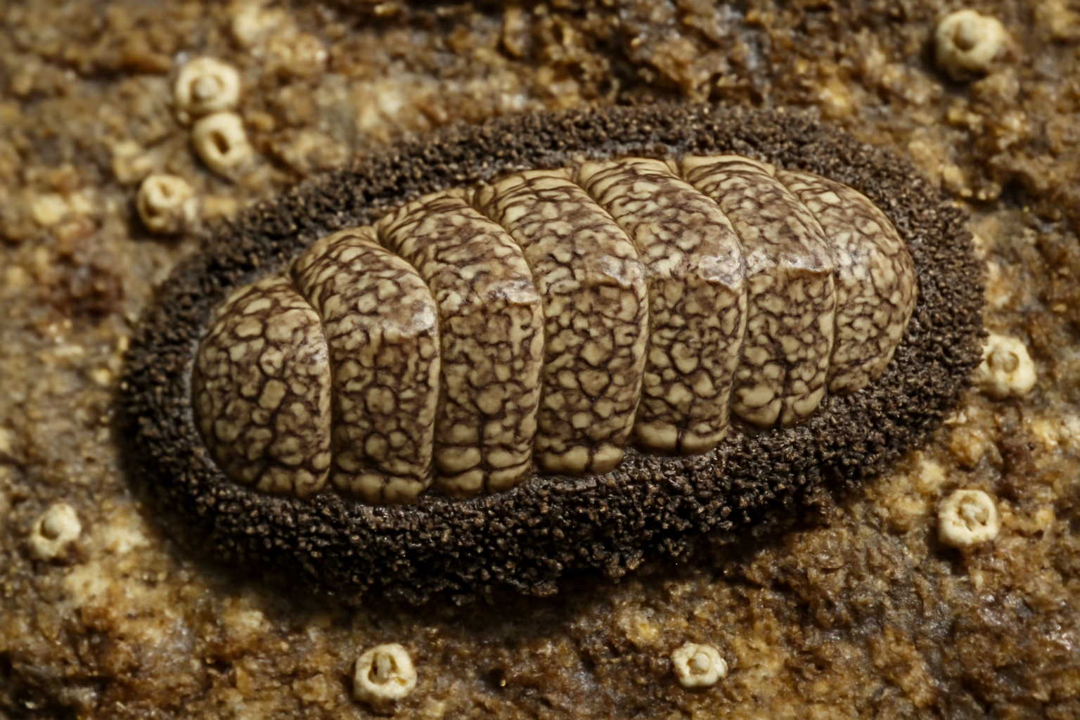 Snake-Skin Chiton