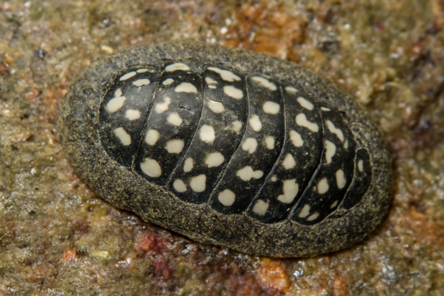Spotted Chiton