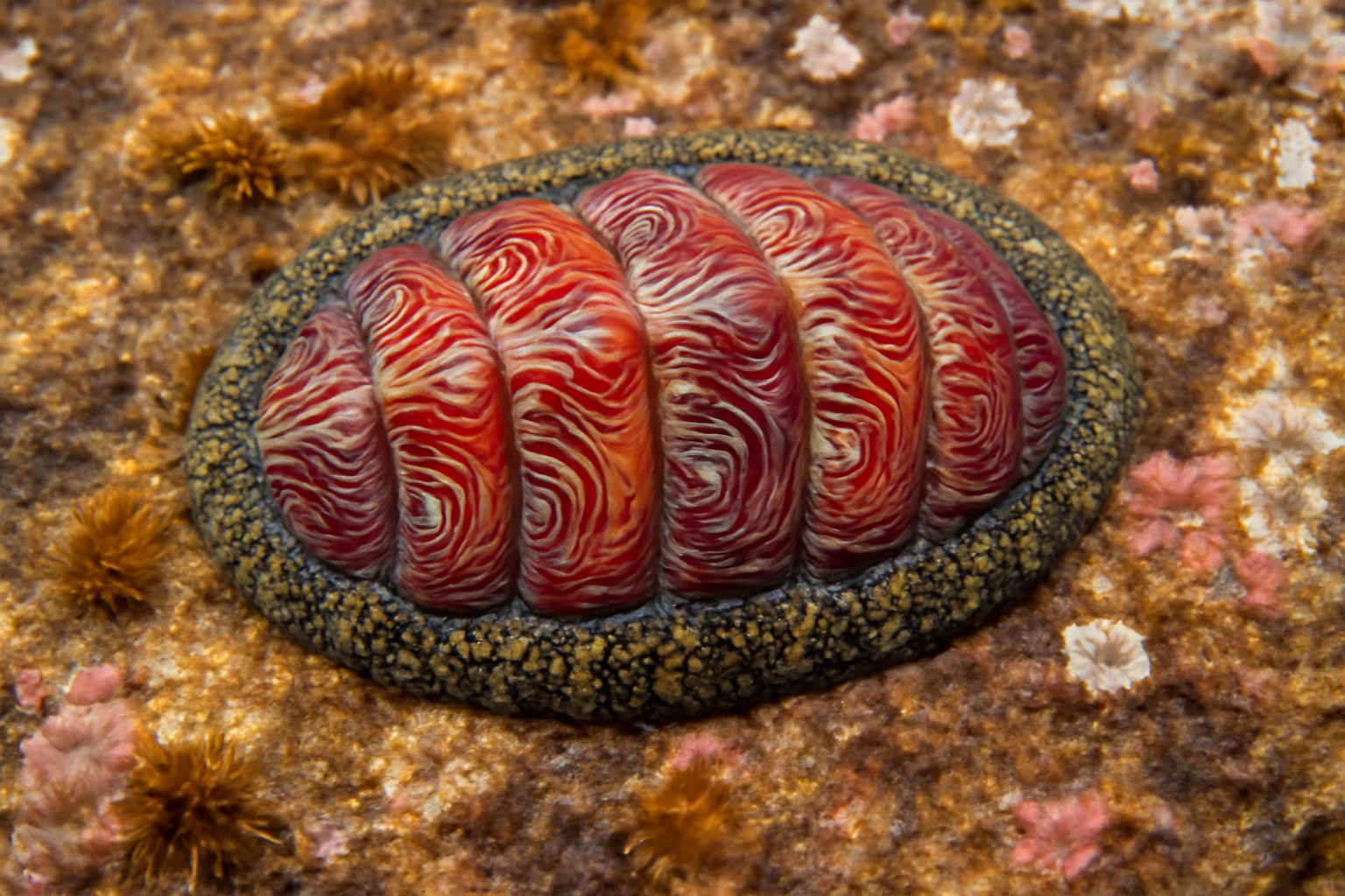 Painted Chiton
