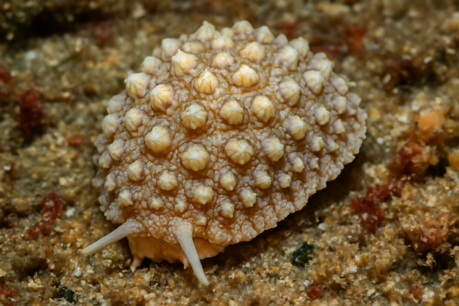 Tonniopsis nodifera