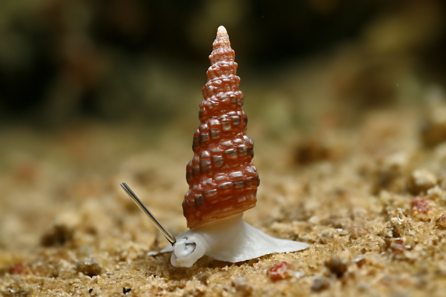 Tiny Triphora