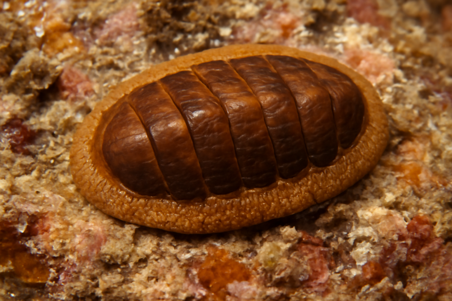 Bednall's Chiton
