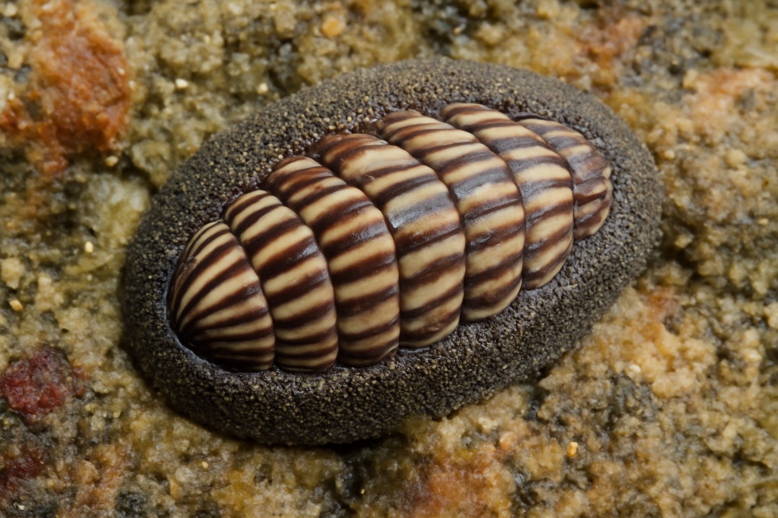 Striped Chiton
