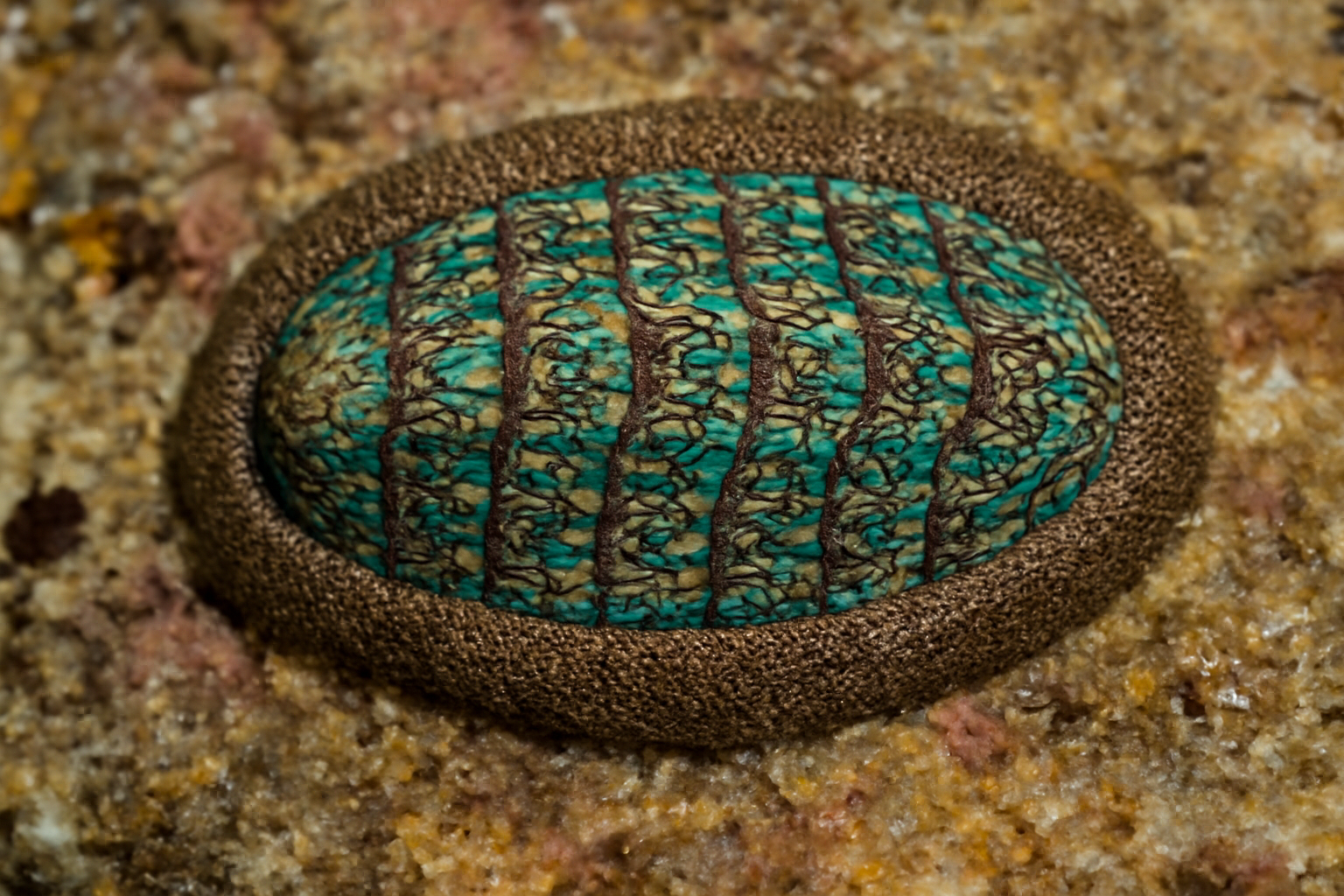 Maori Chiton