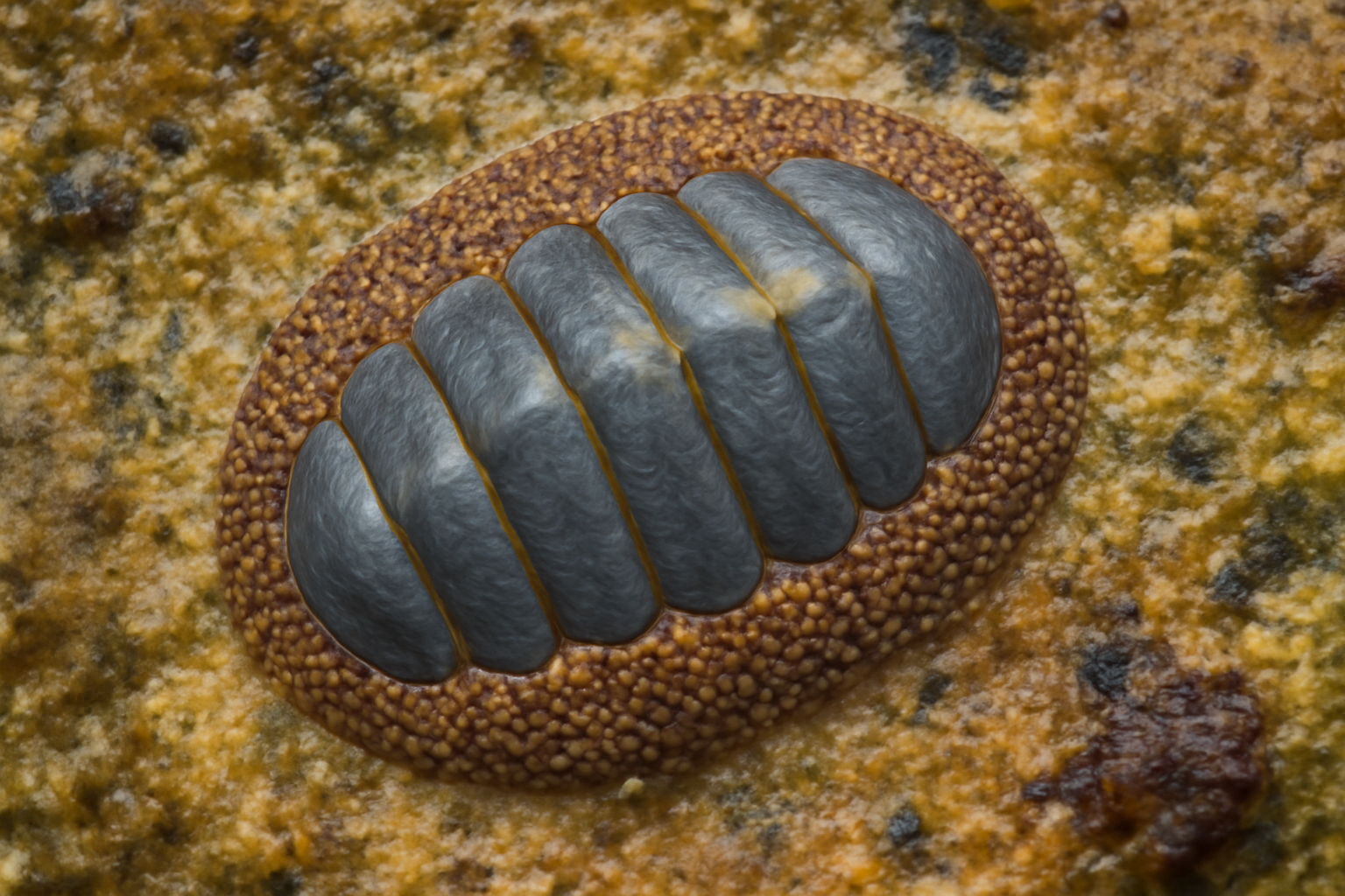 Tropical Chiton