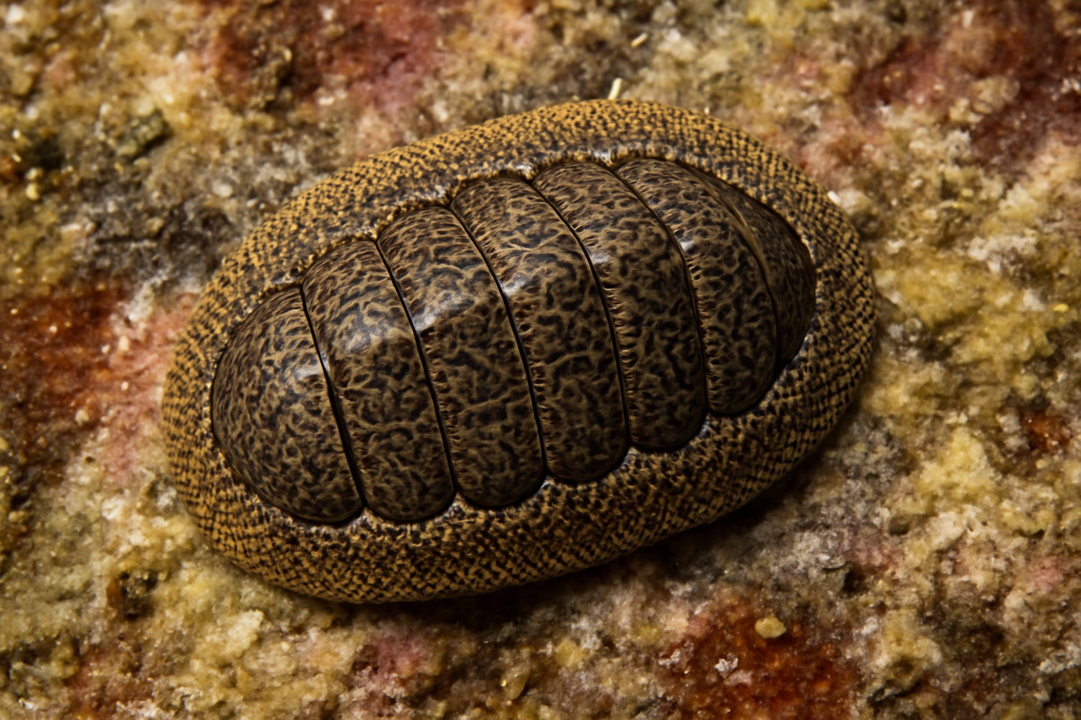 Reticulate Chiton