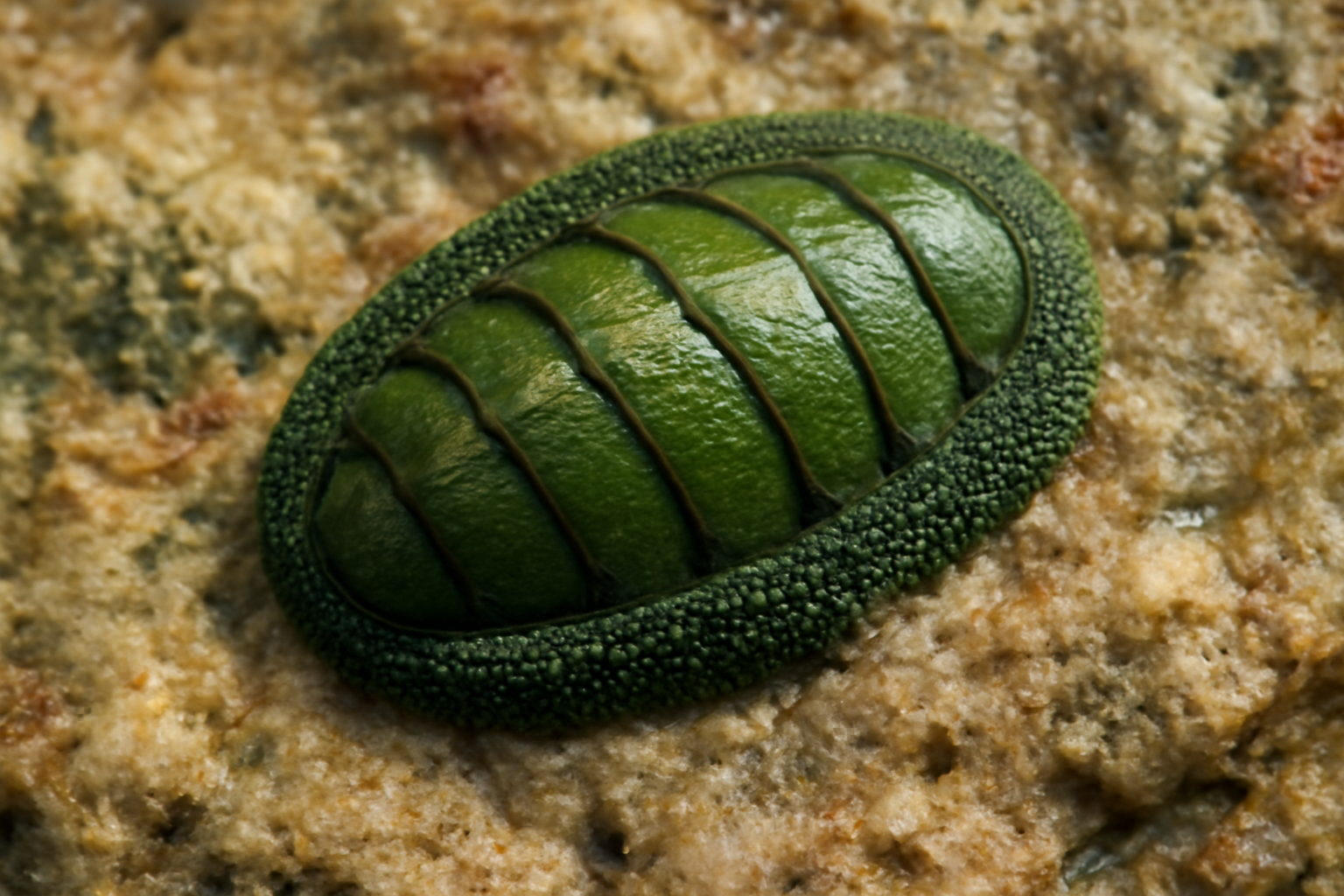 Green Chiton
