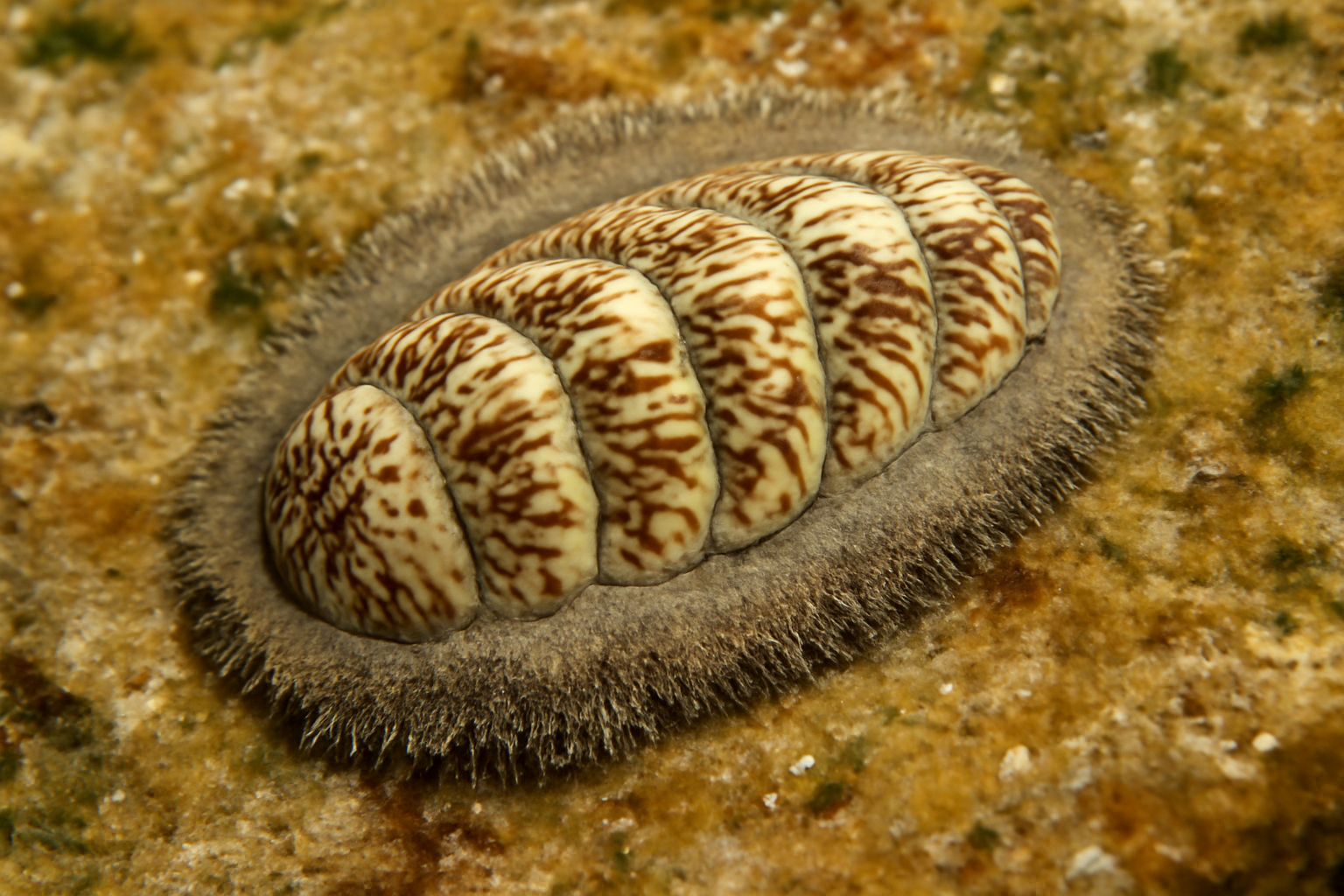 Cone Chiton