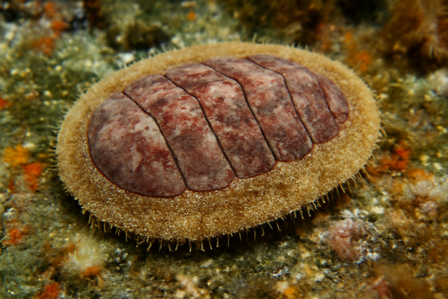 Antarctic lepidopleurus