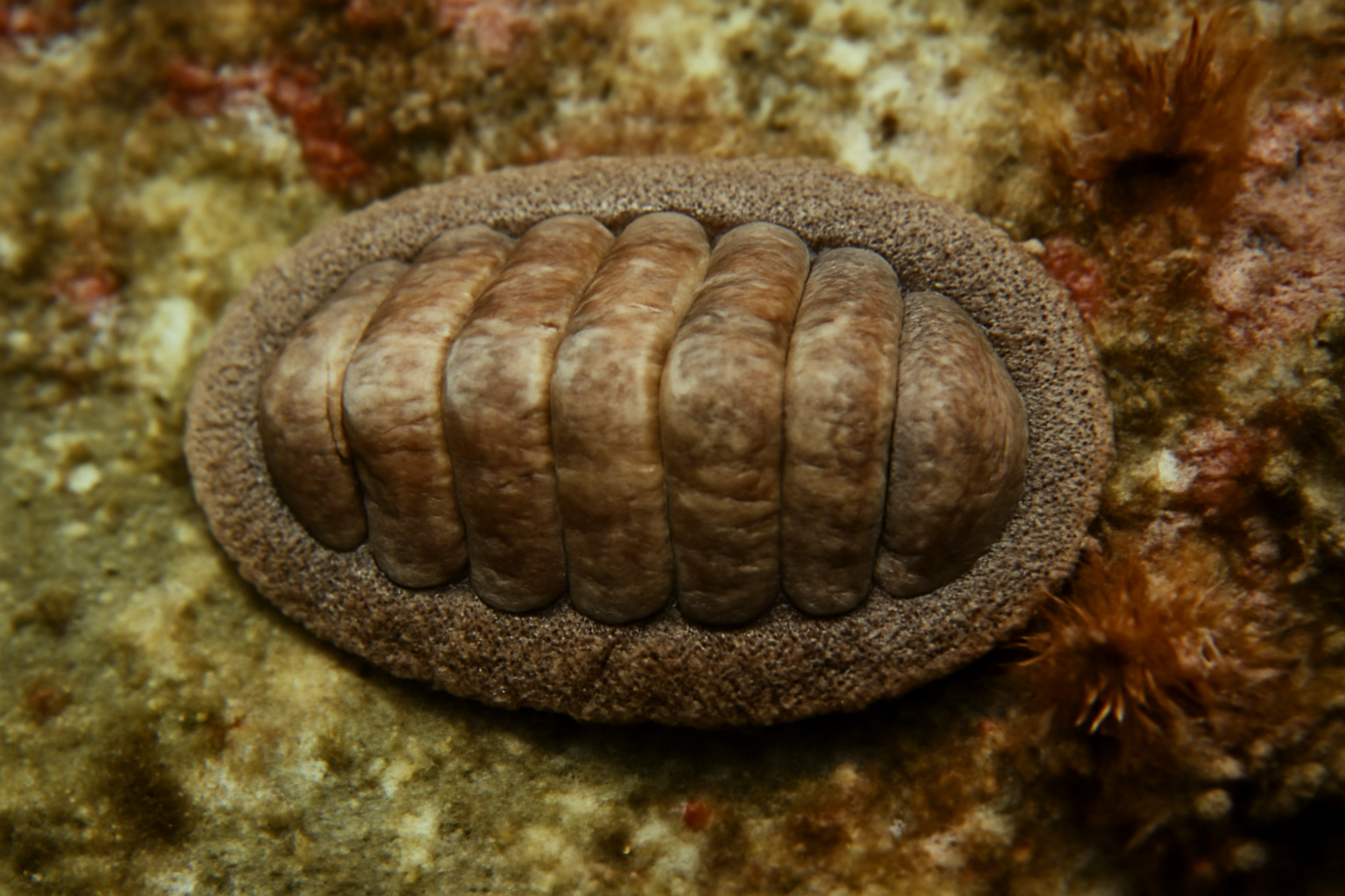 Arctic lepidopleurus