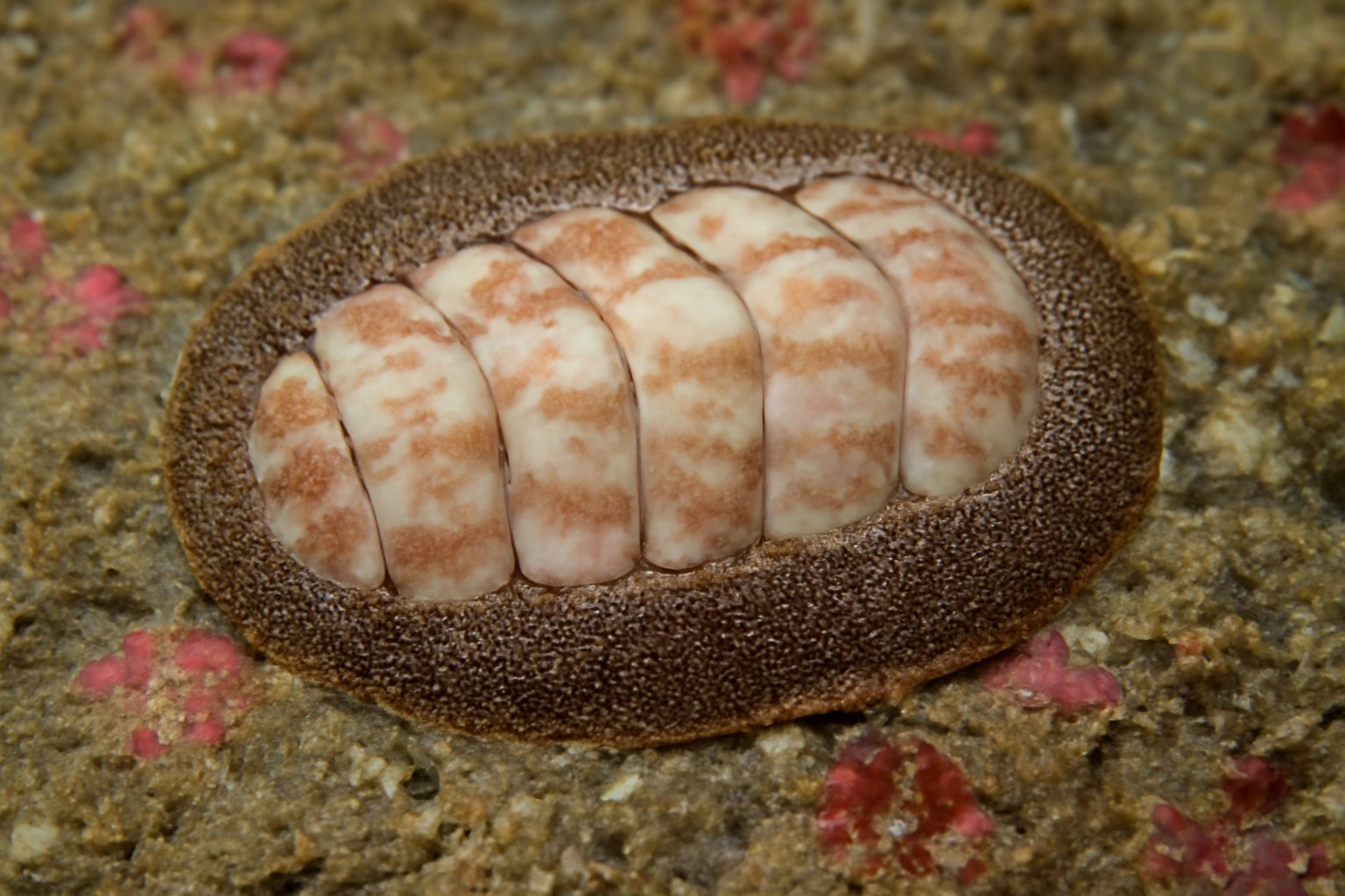 Pacific lepidopleurus