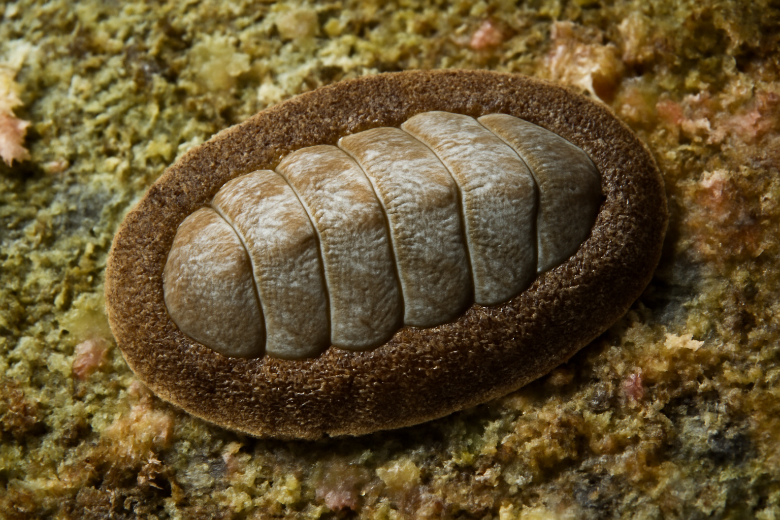 Southern lepidopleurus