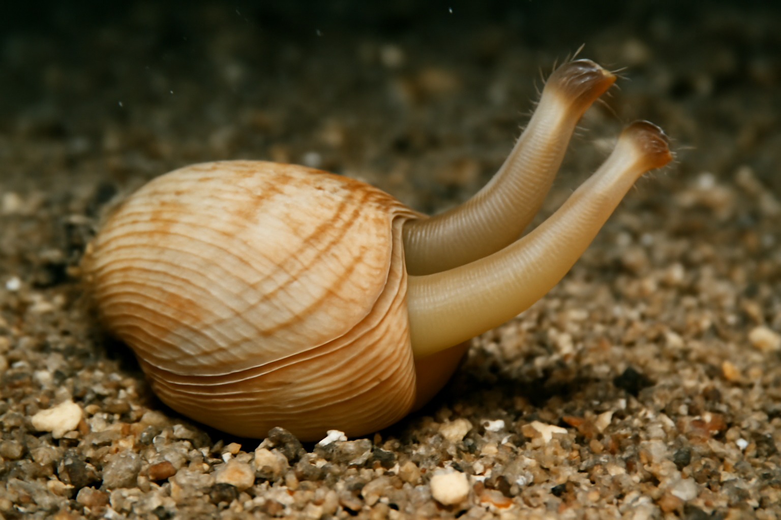 Northern Piddock