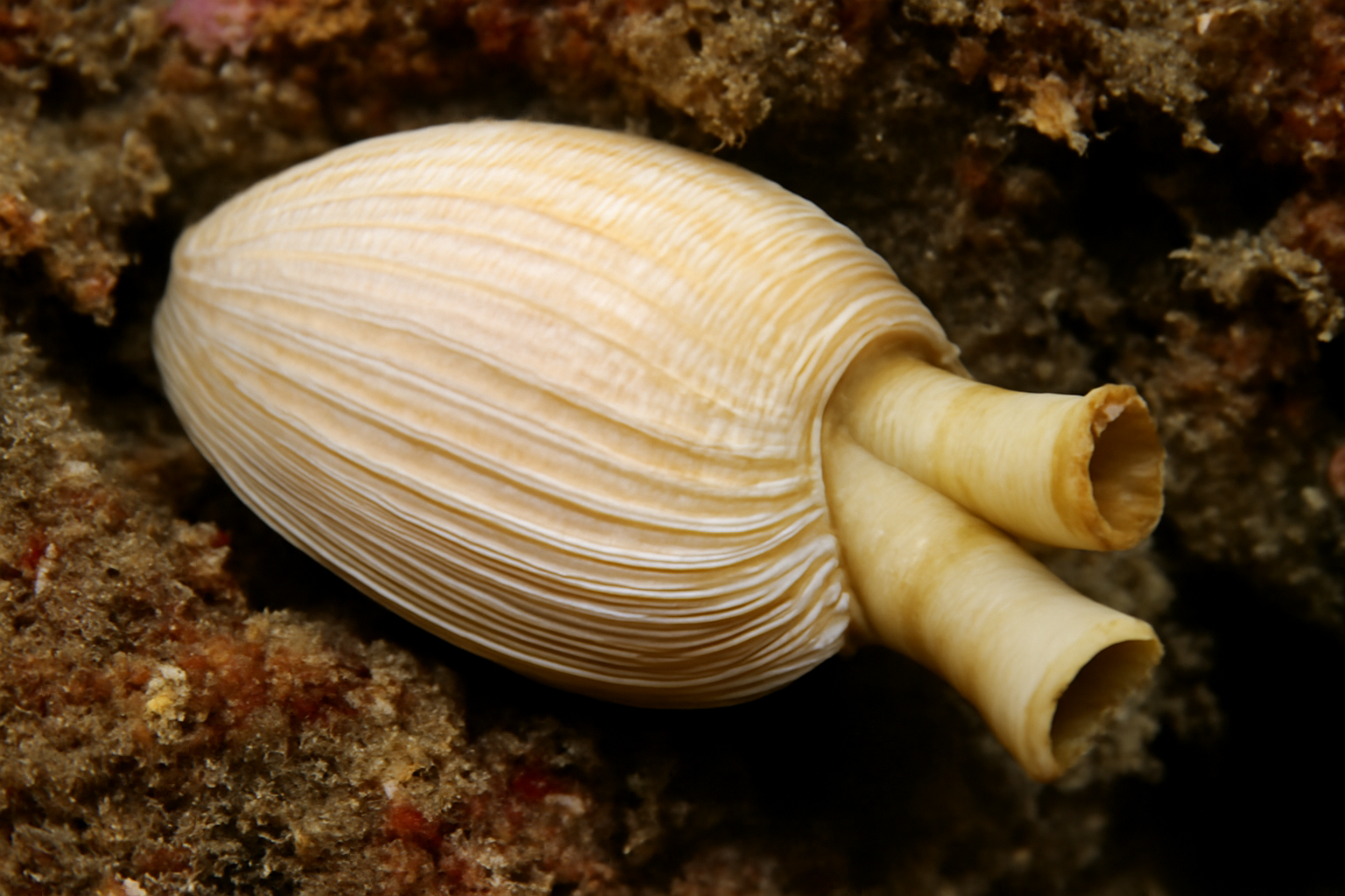 Pacific Piddock