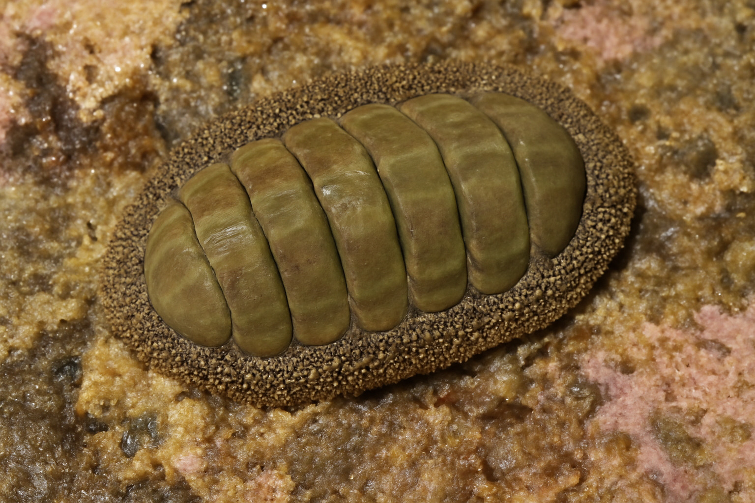 Southern Chiton