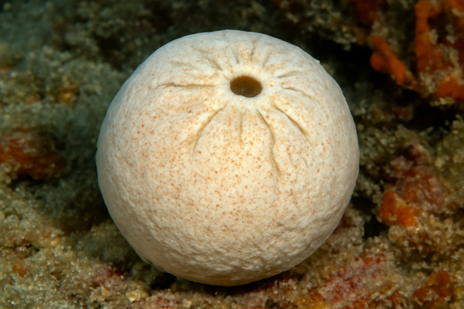 Nierstrasz's sea sponge