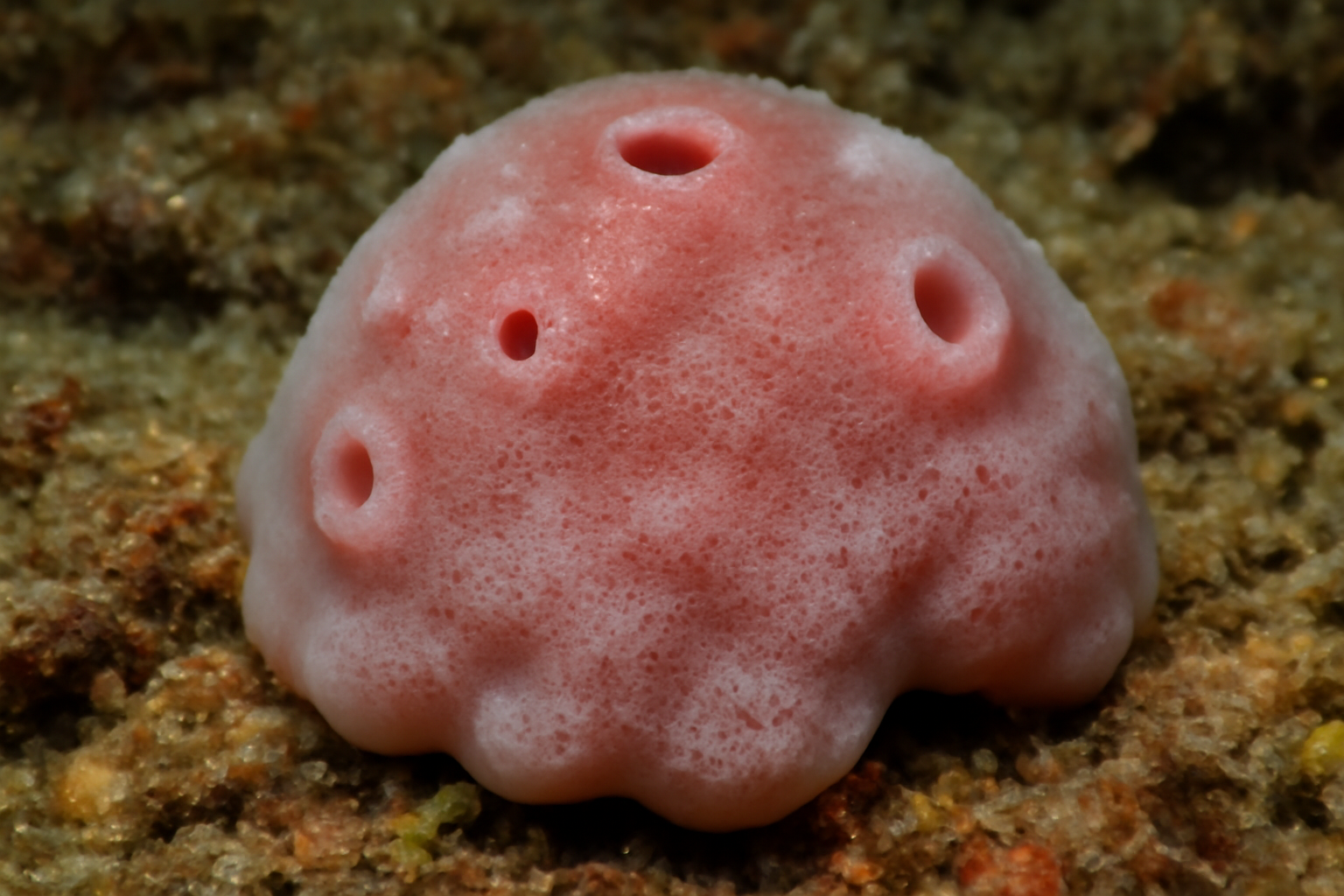 Rosy Nierstrasz's sea sponge
