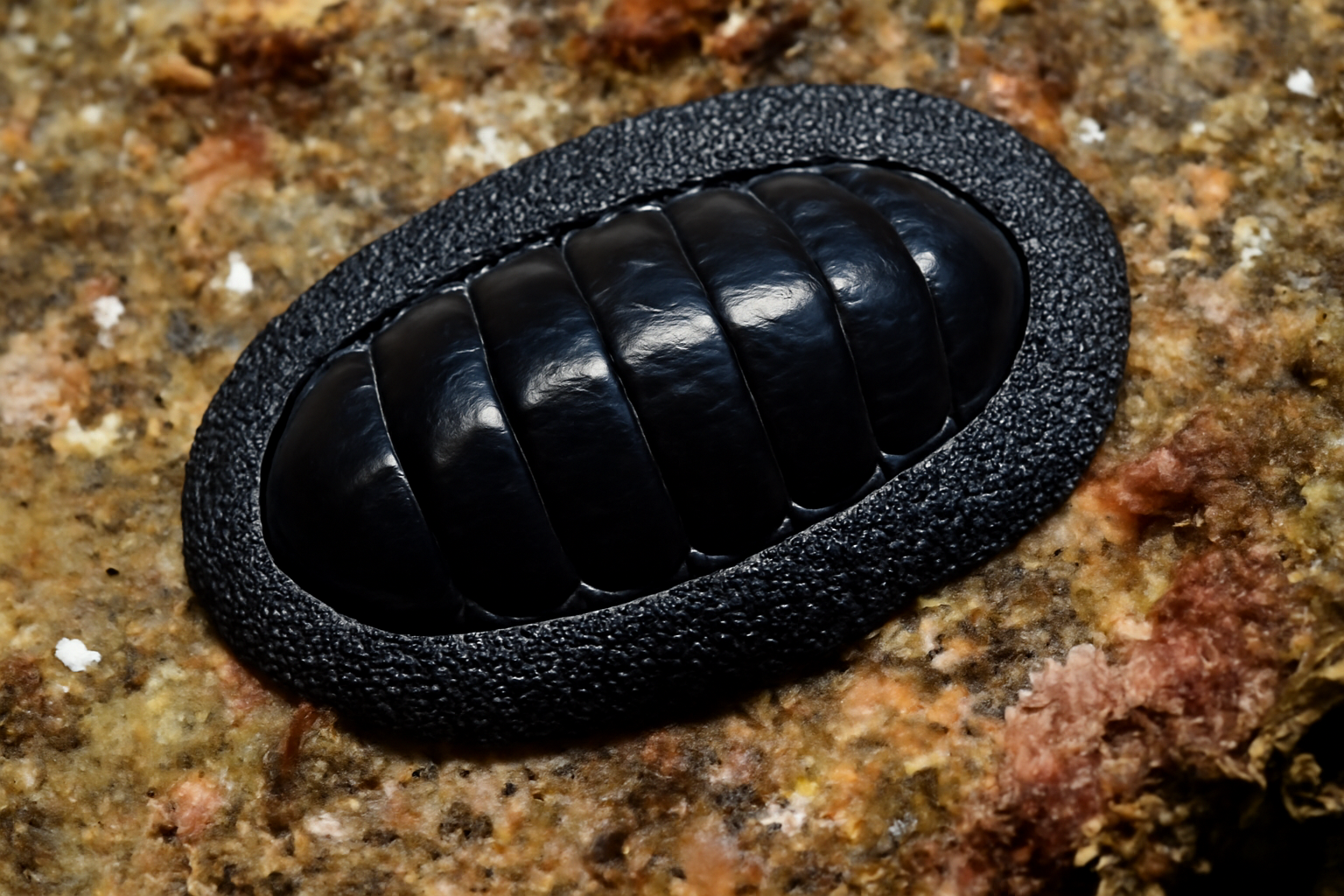 Inky chiton