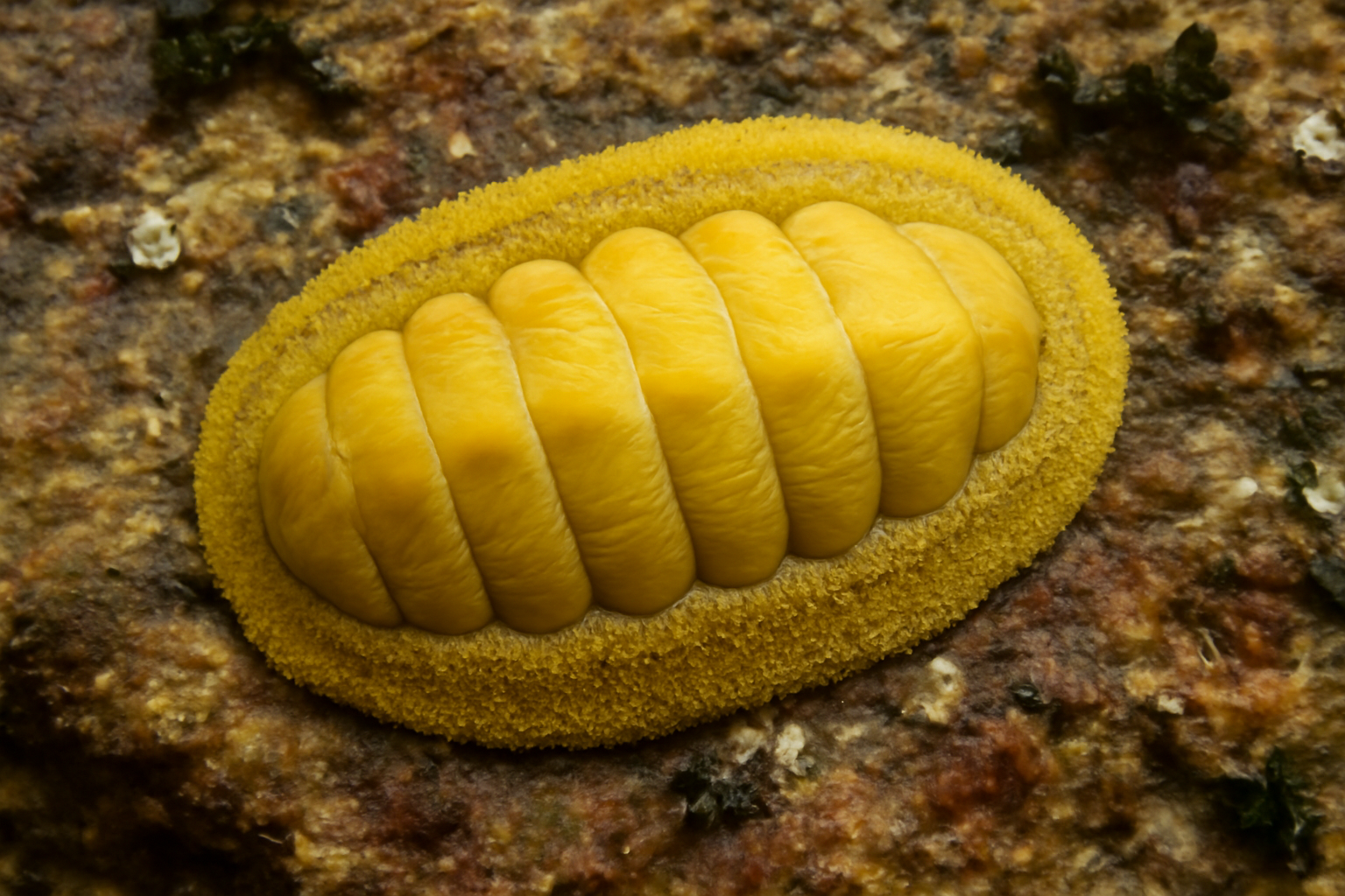 Yellow Chiton