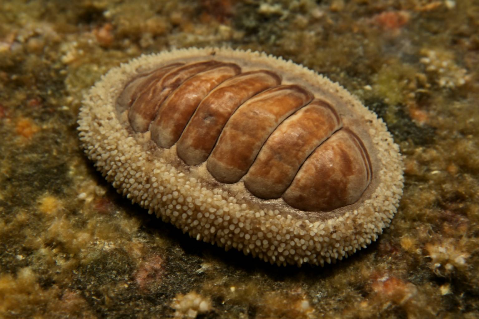 Spongioradsia unguiculata