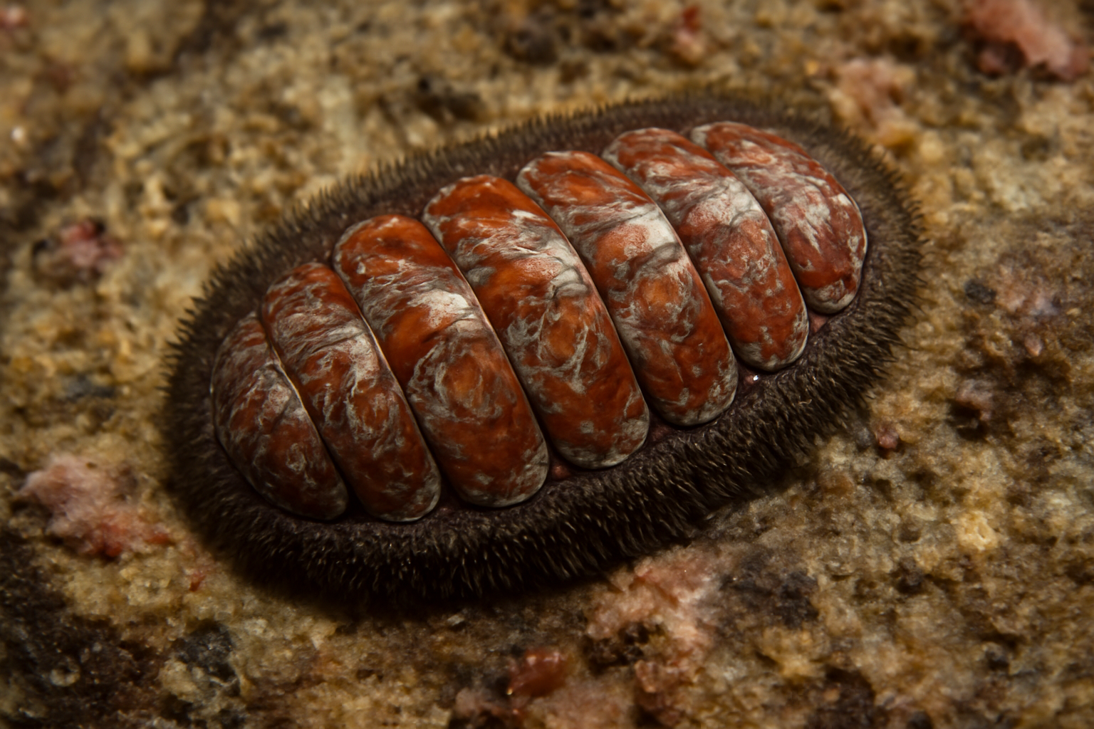 Hardyhead Chiton