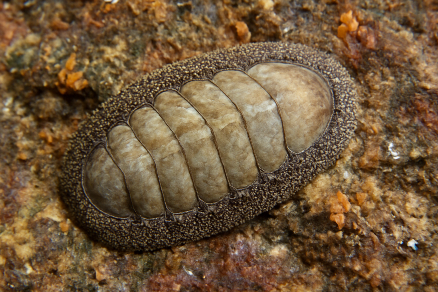Fragile Chiton