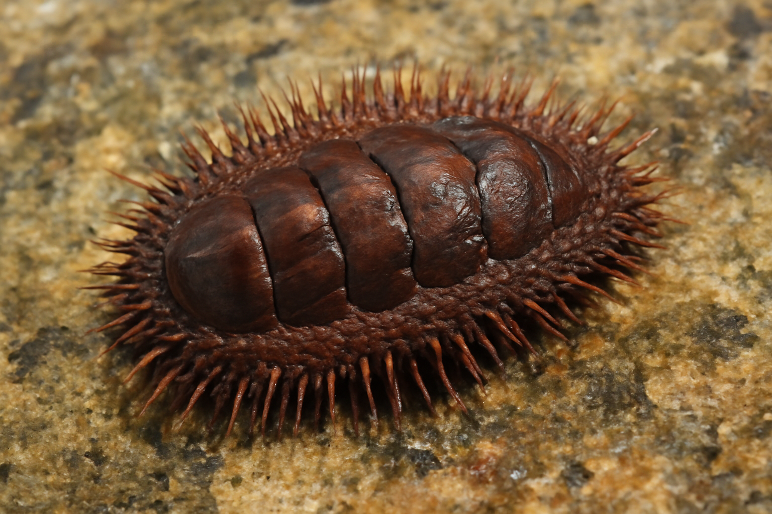 Southern Spiny Chiton
