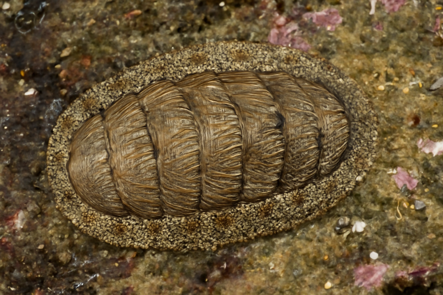 Sculptured chiton