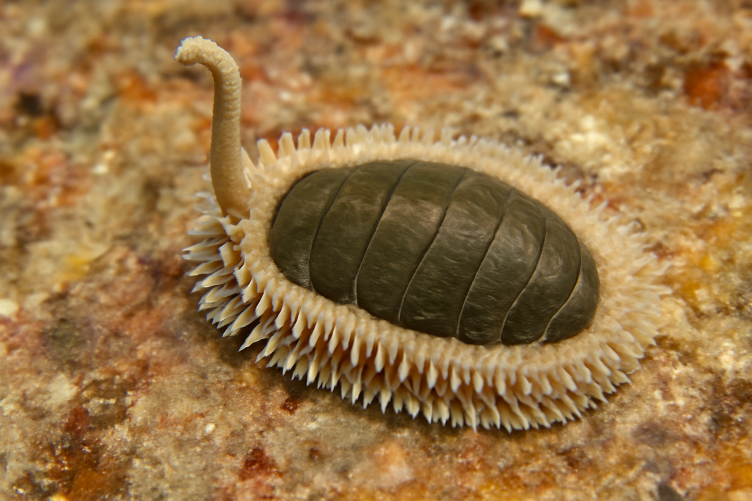 Stalked Chiton
