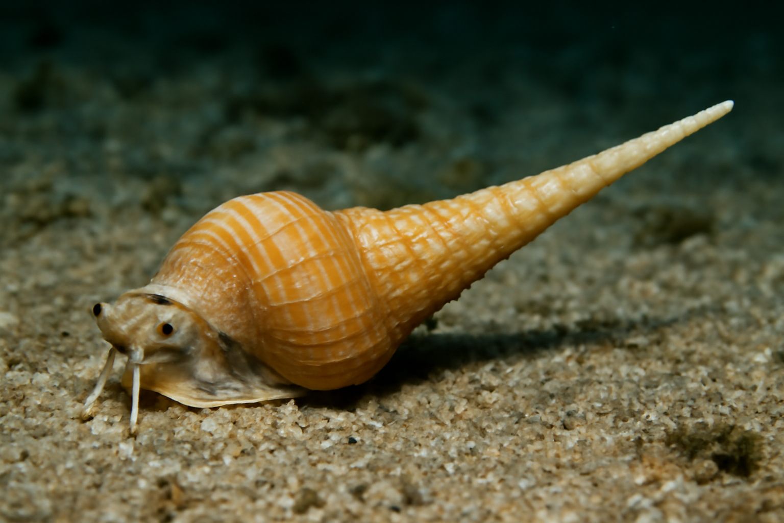 Tapered unicorn shell