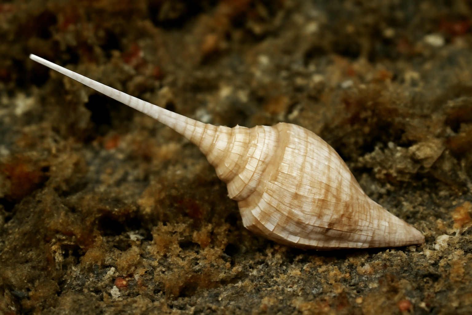 Narrow unicorn shell