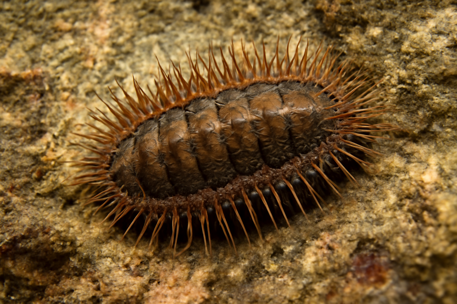 Spiny Chiton