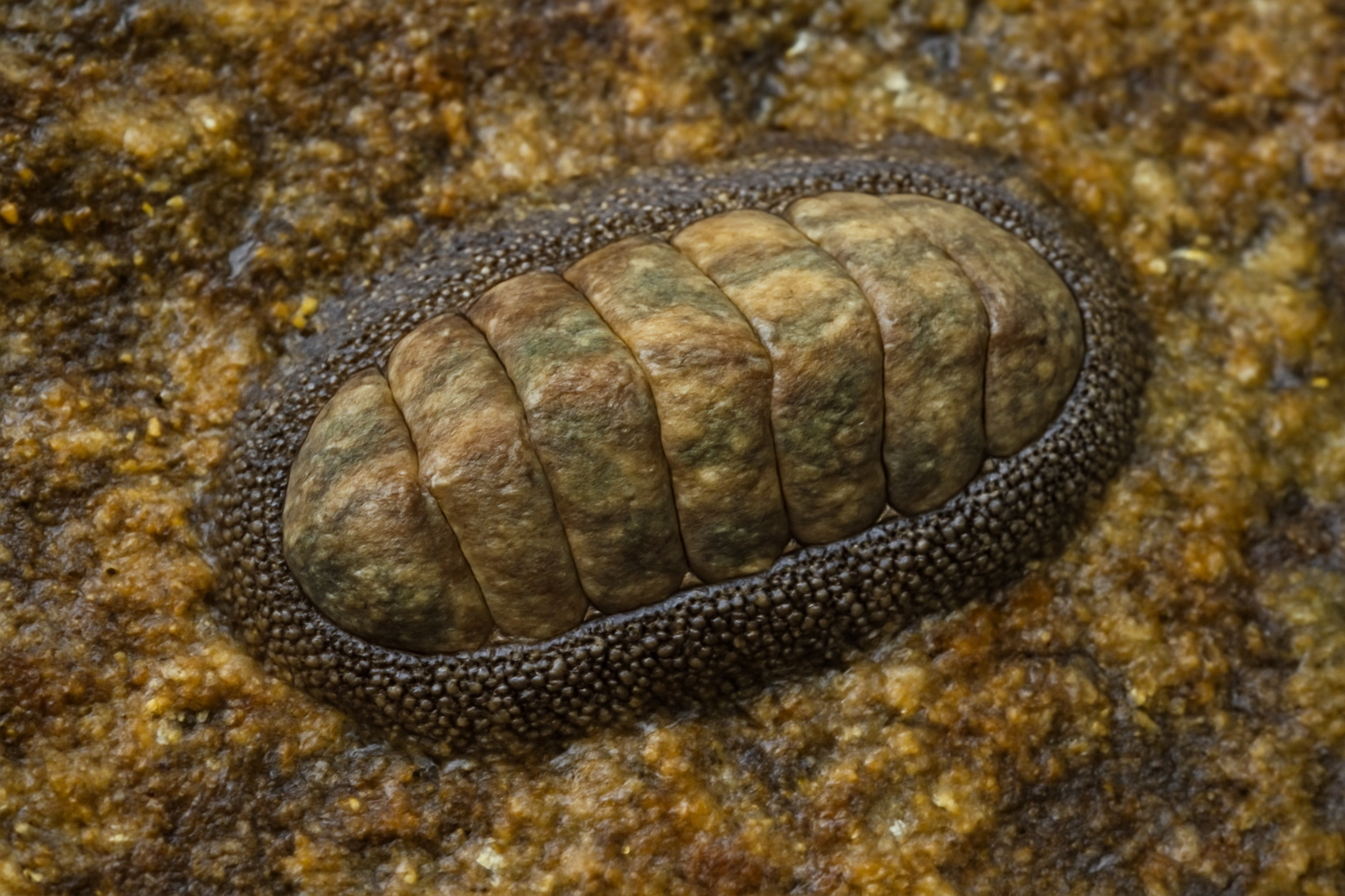 Chiton