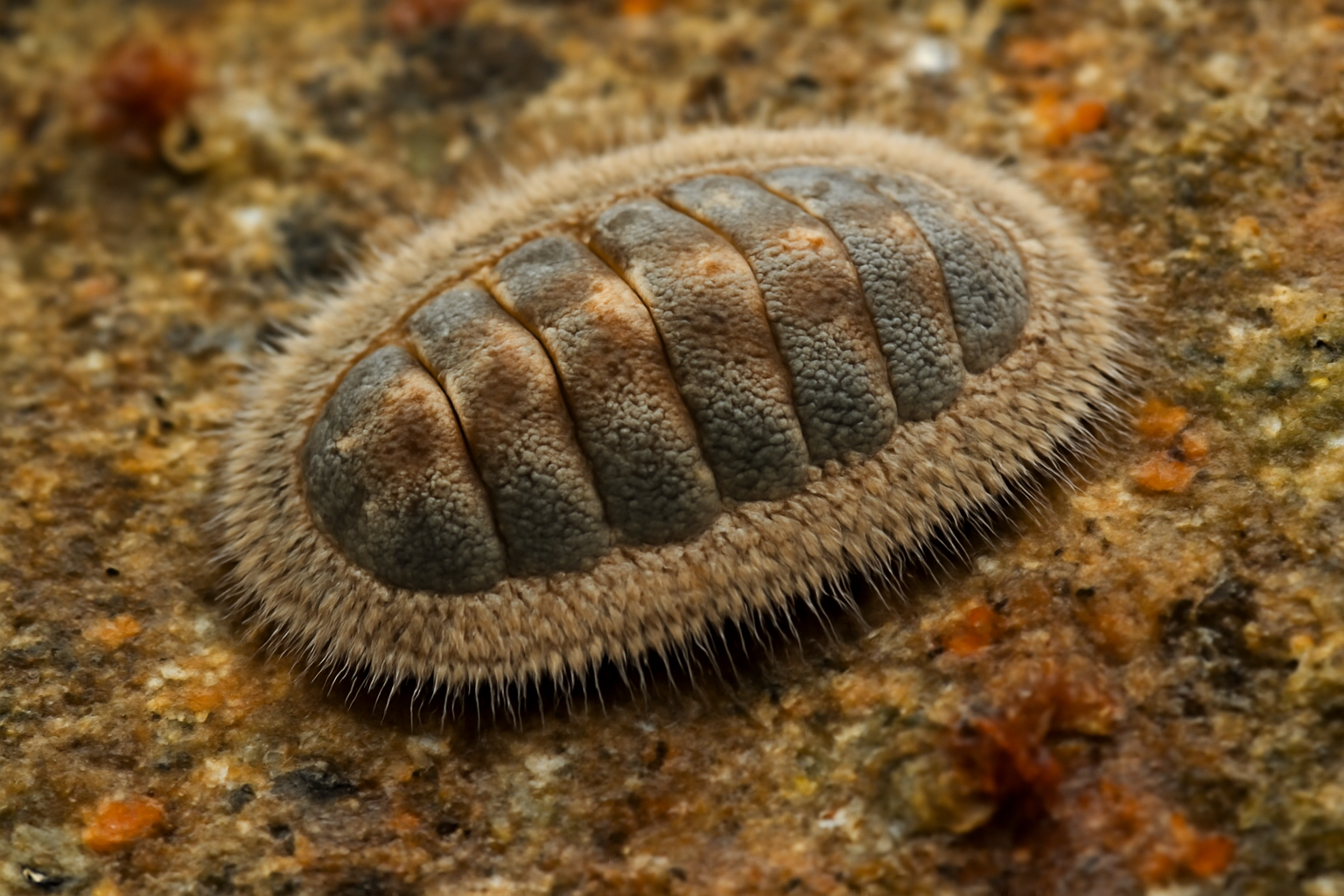 Acanthochitona pygmaea