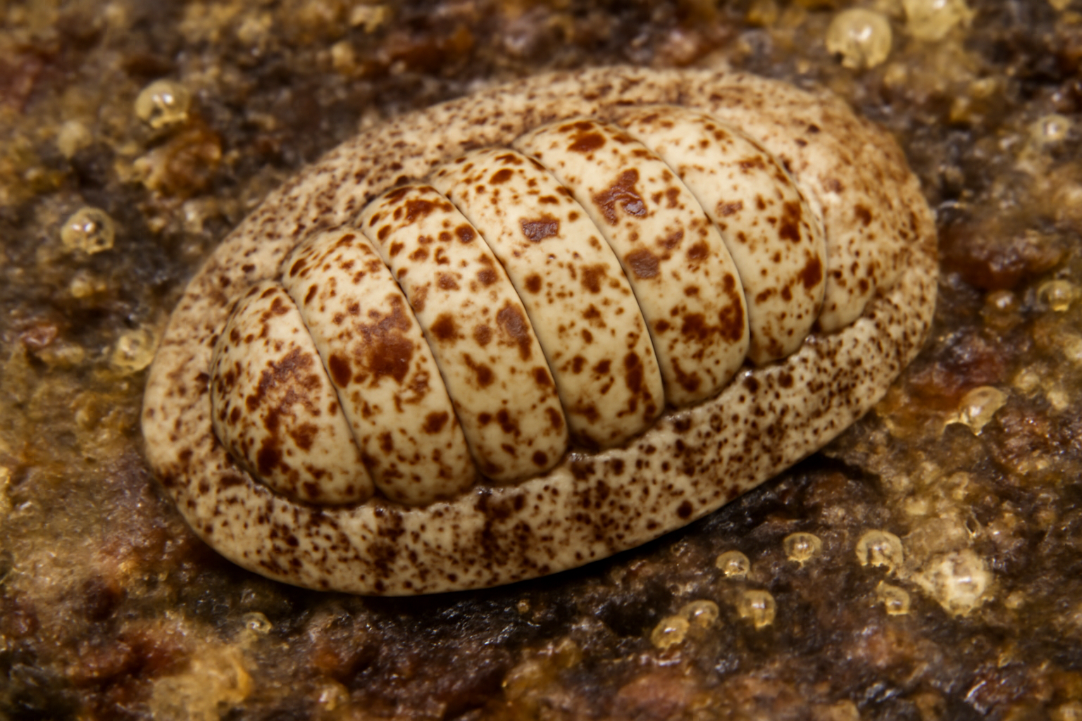 Freckled Chiton