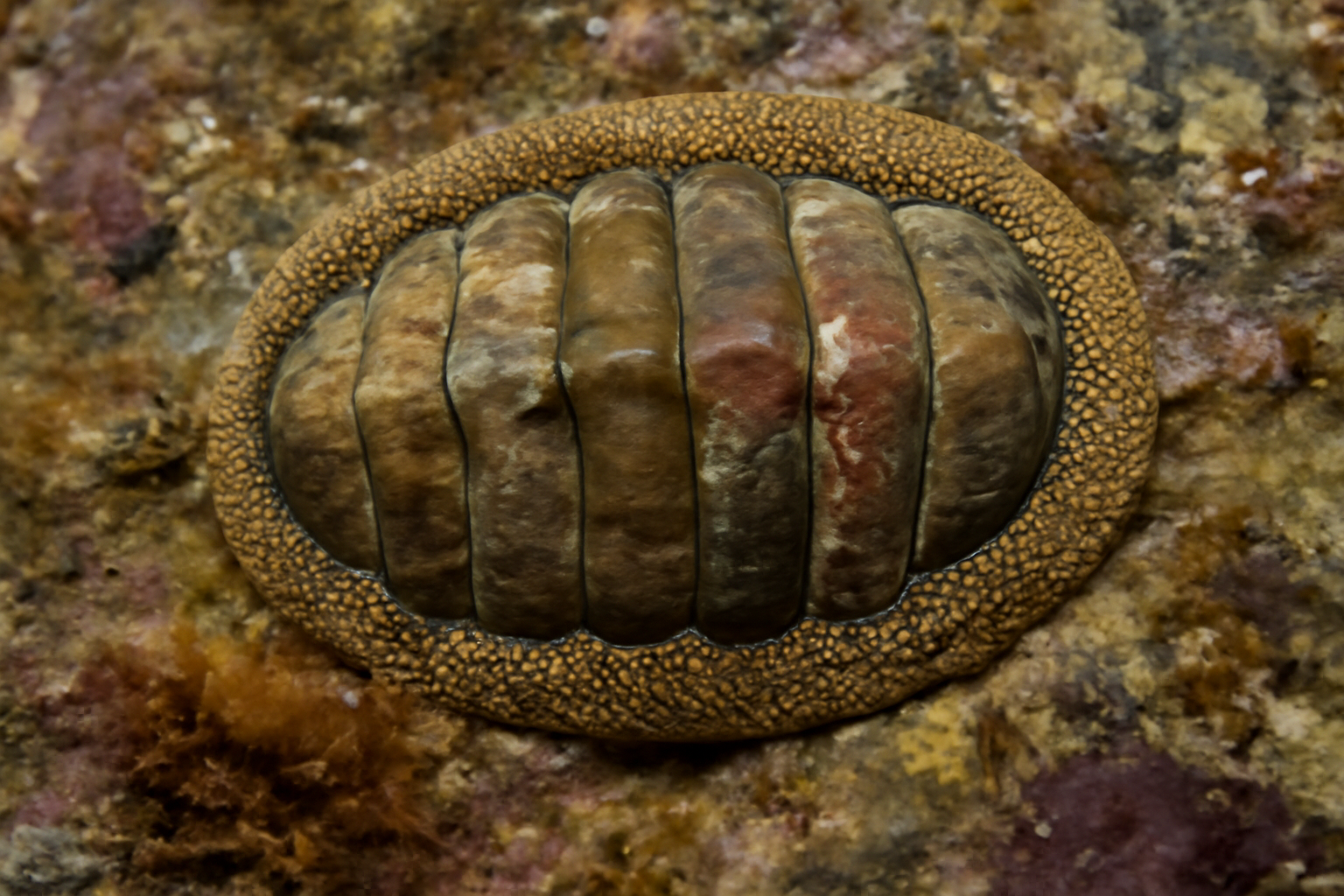Canterbury chiton