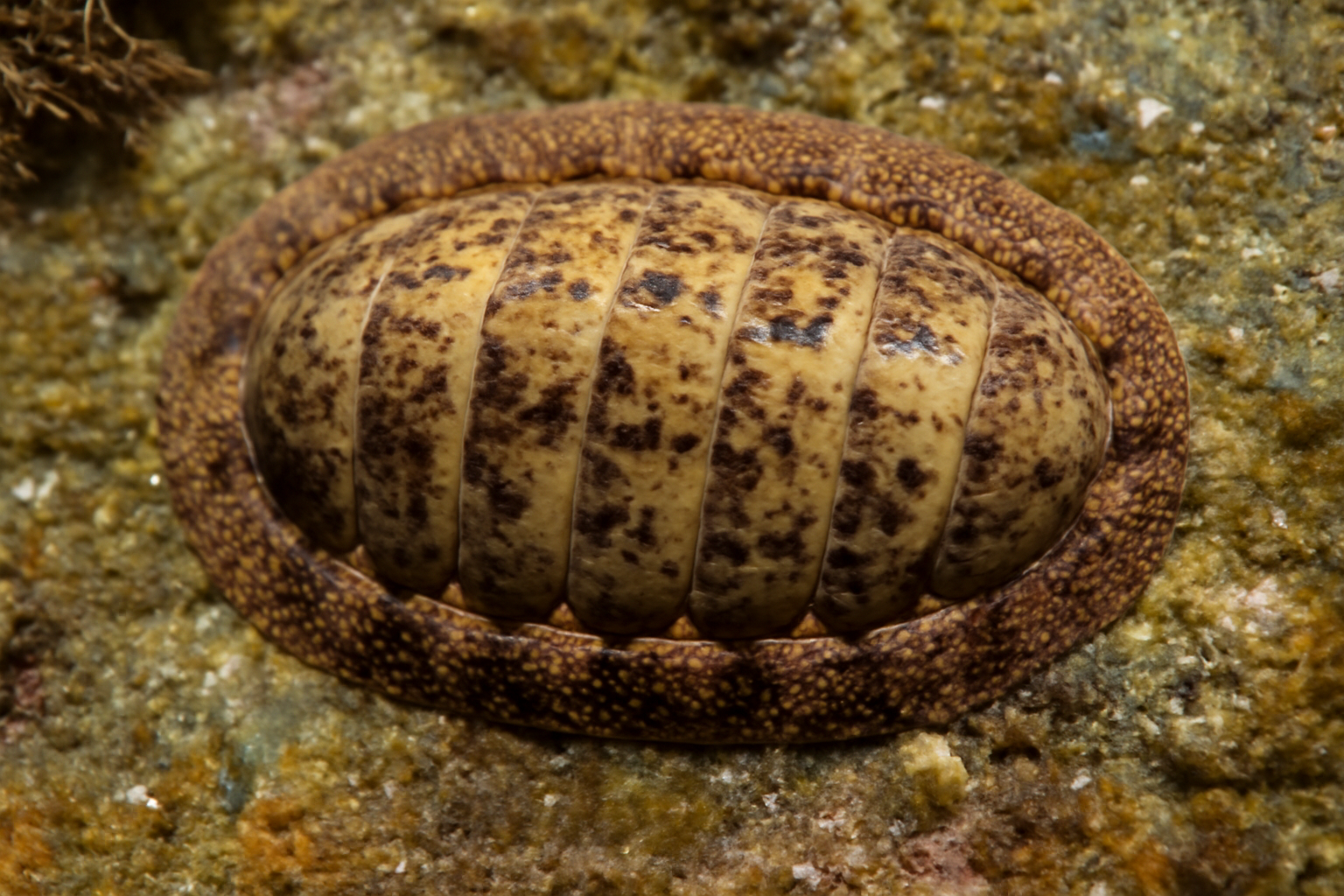 Otago chiton