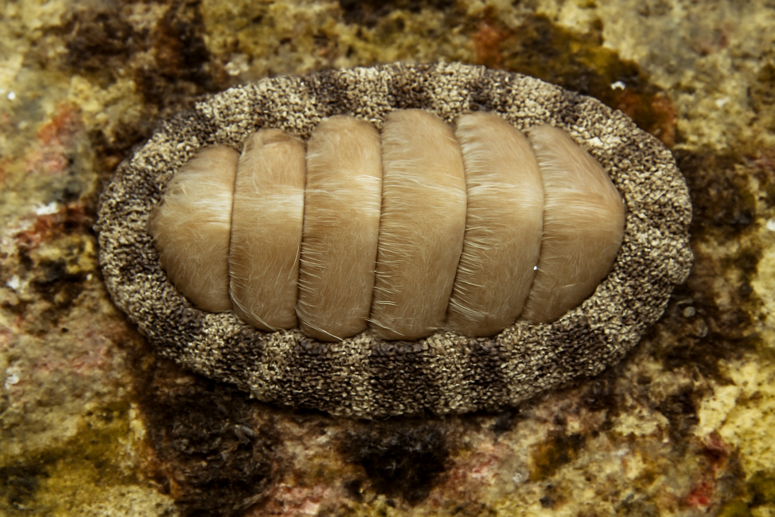 Six-Rayed Chiton
