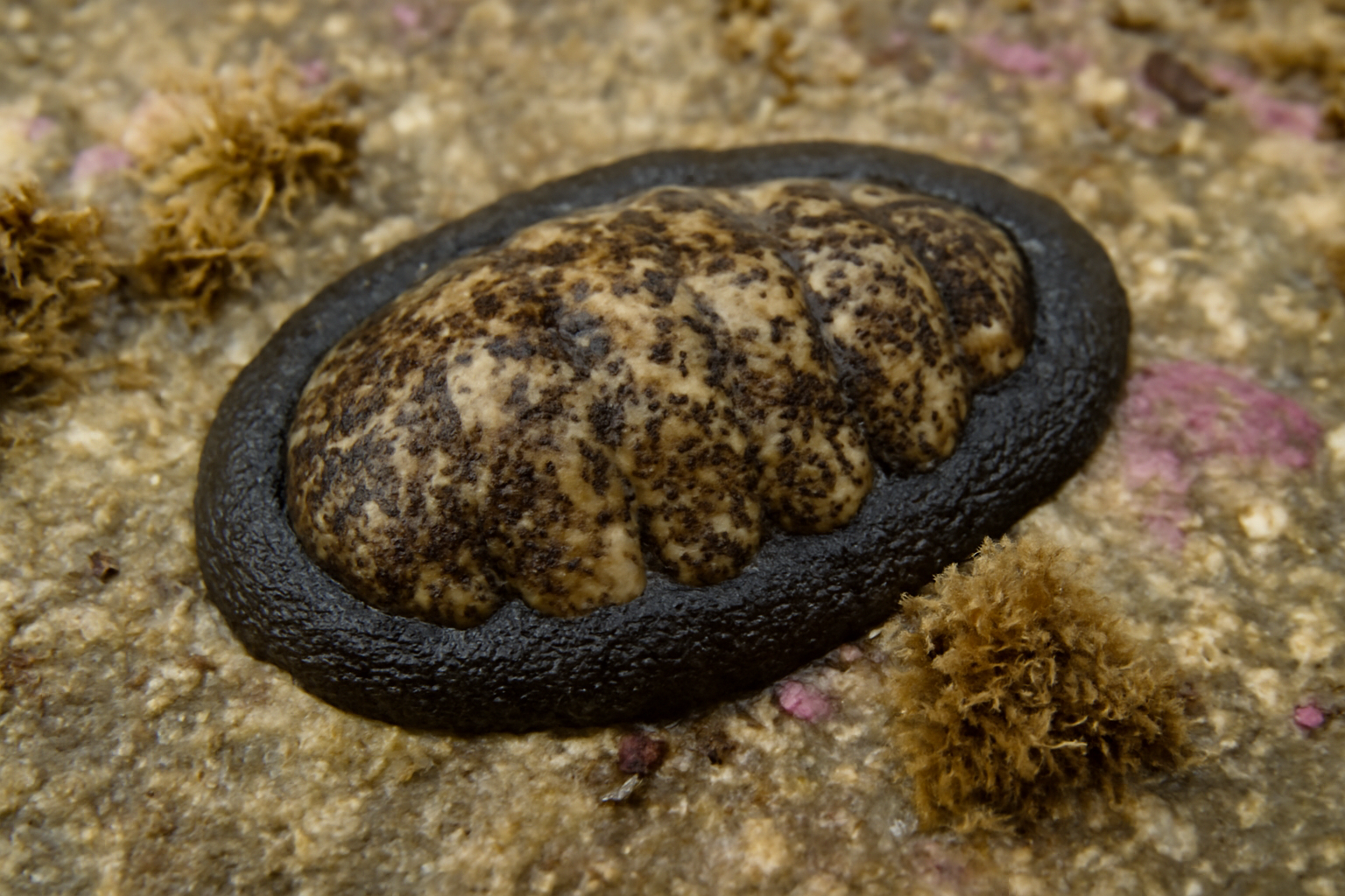 Heath's chiton
