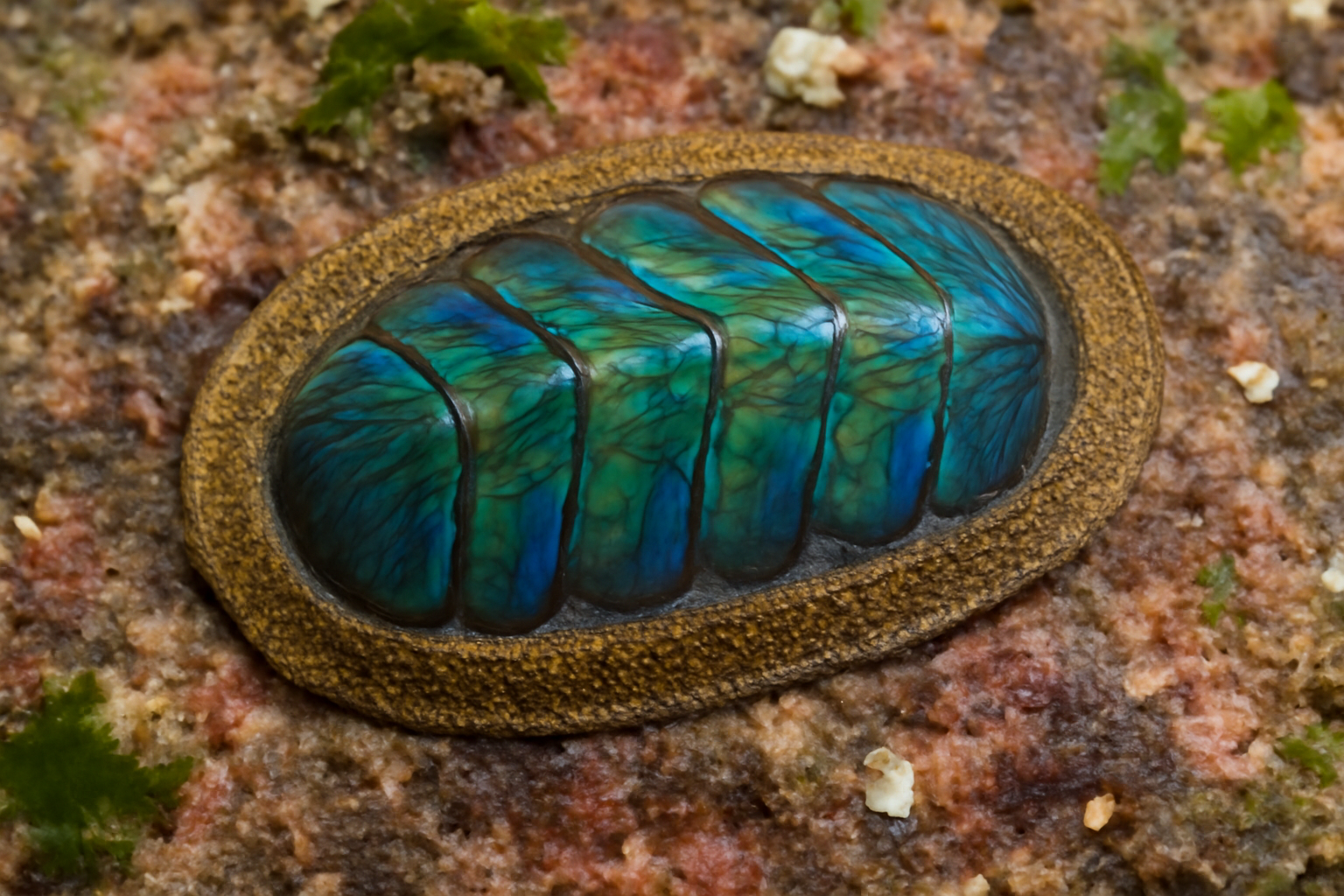 Radiant chiton