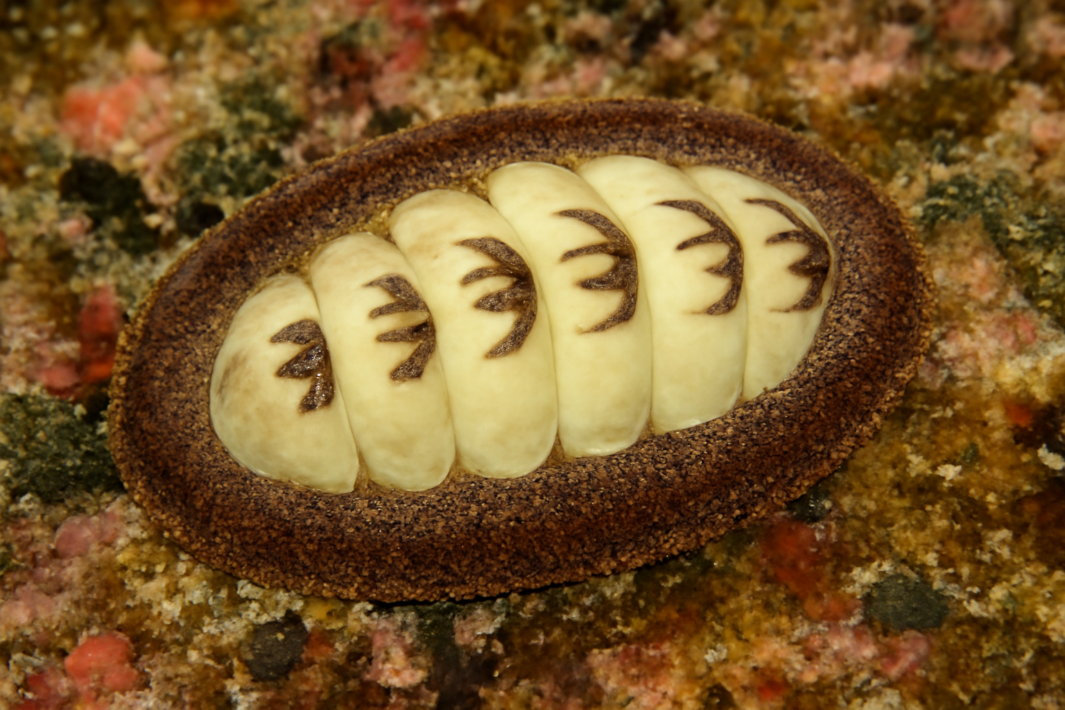Kaikoura Chiton