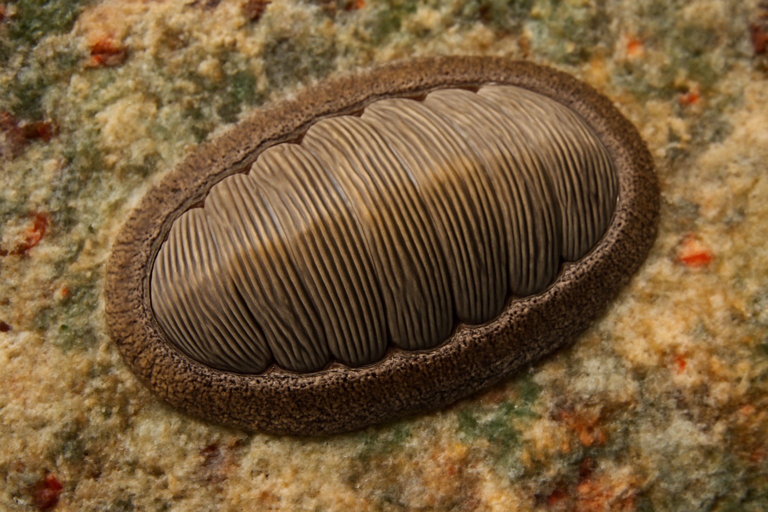 Finely Ribbed Chiton