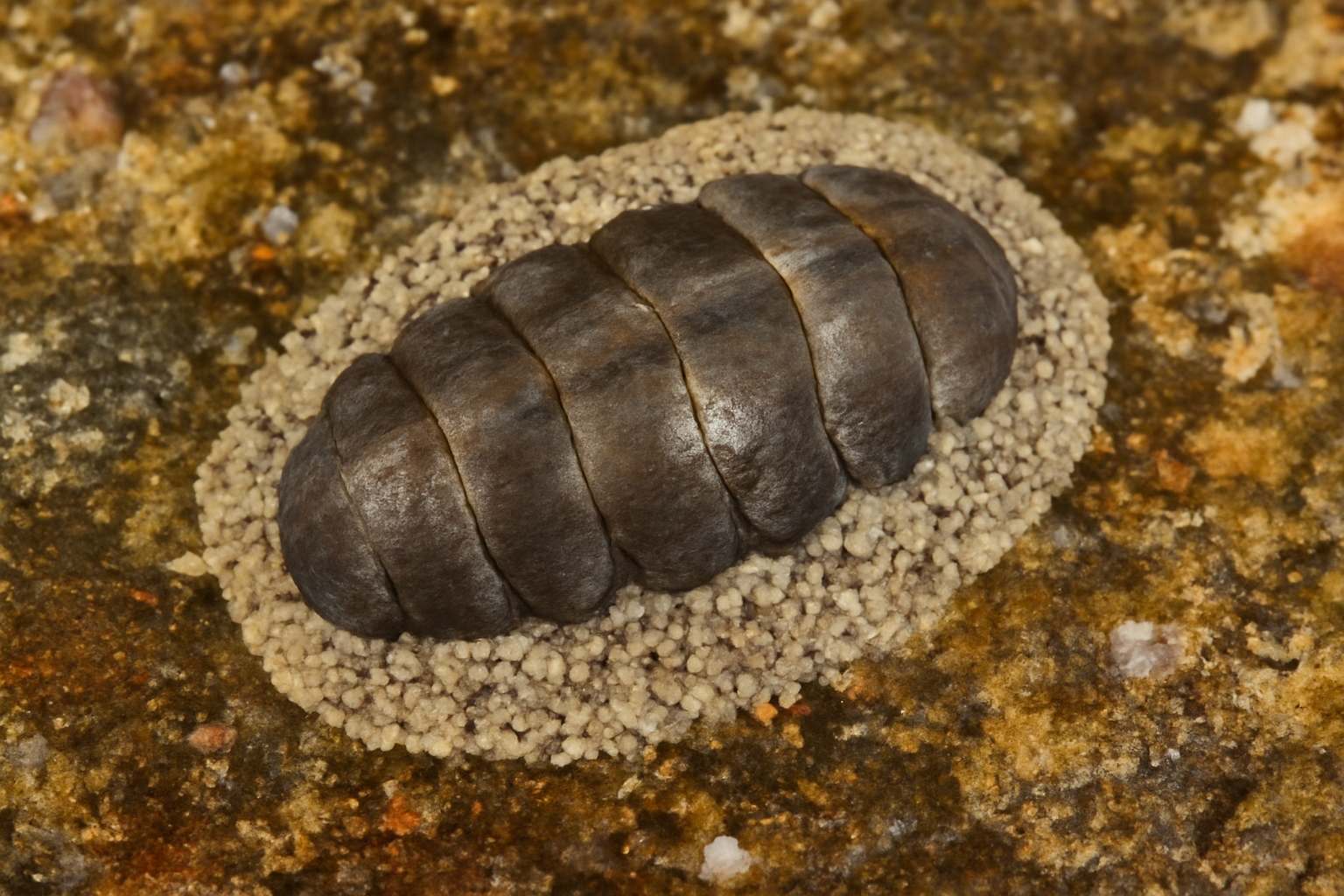 Hinemoa Chiton